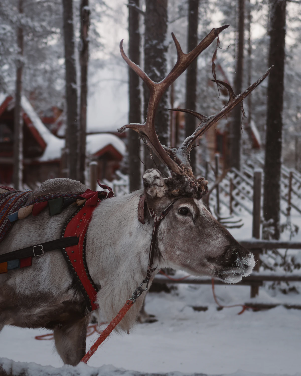 A reindeer at a herder's fence in the snow
