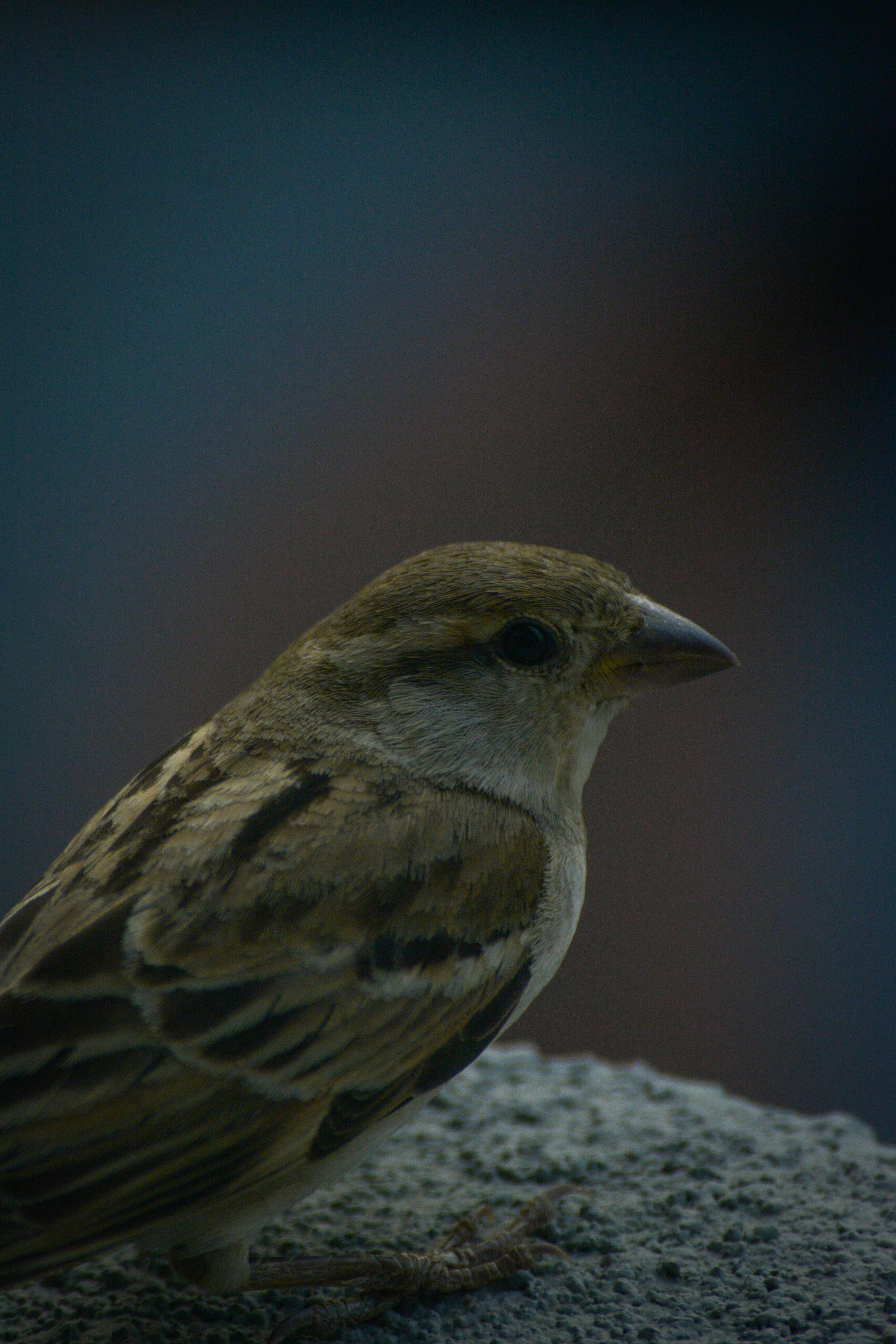 A bird sitting on a rock with a blurry background
