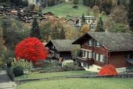 A red tree is in front of a house