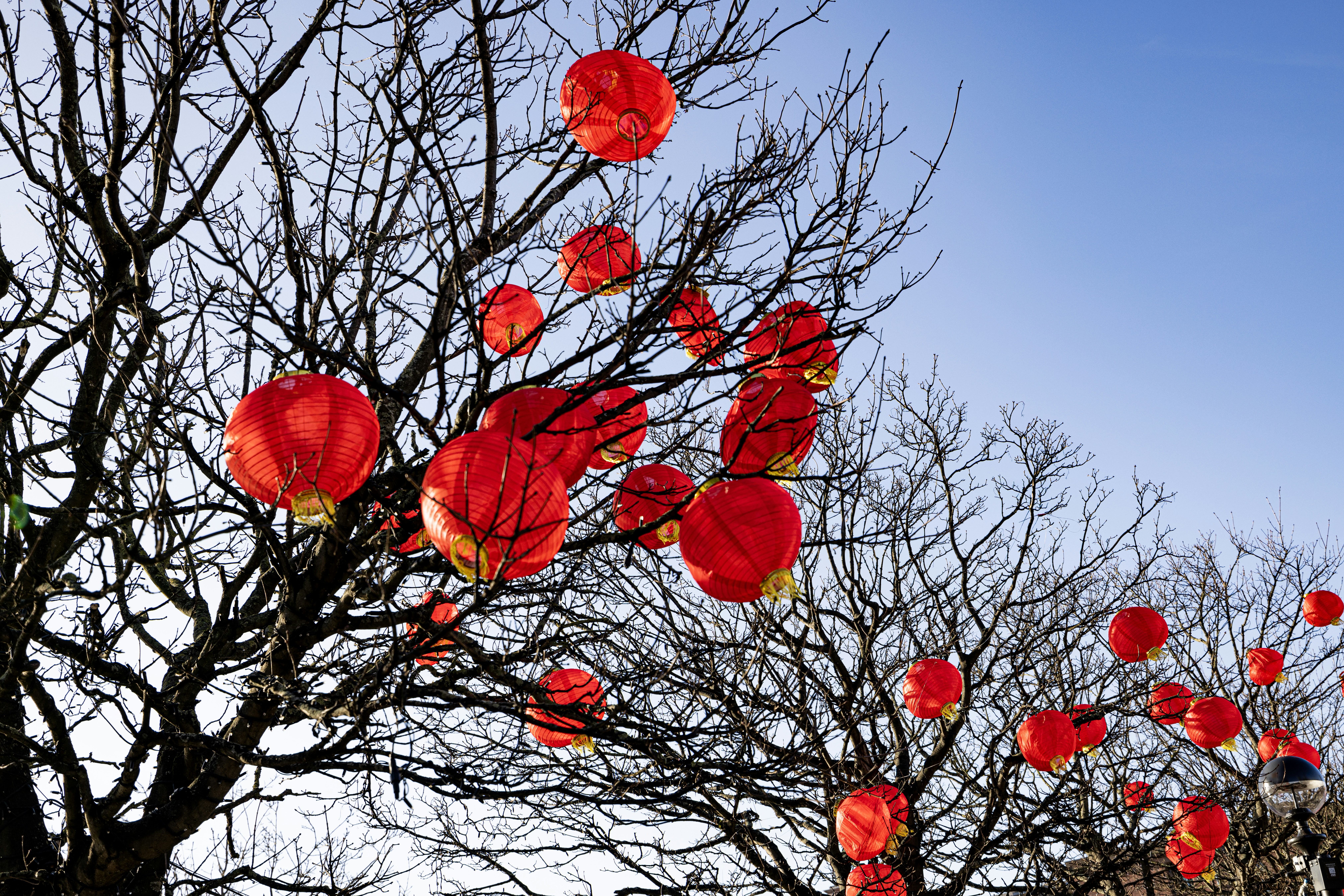 A group of red lanterns hanging from a tree photo – Free Blue Image on ...