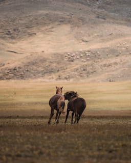 A couple of horses running across a field