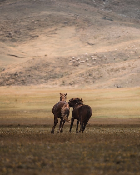 A couple of horses running across a field