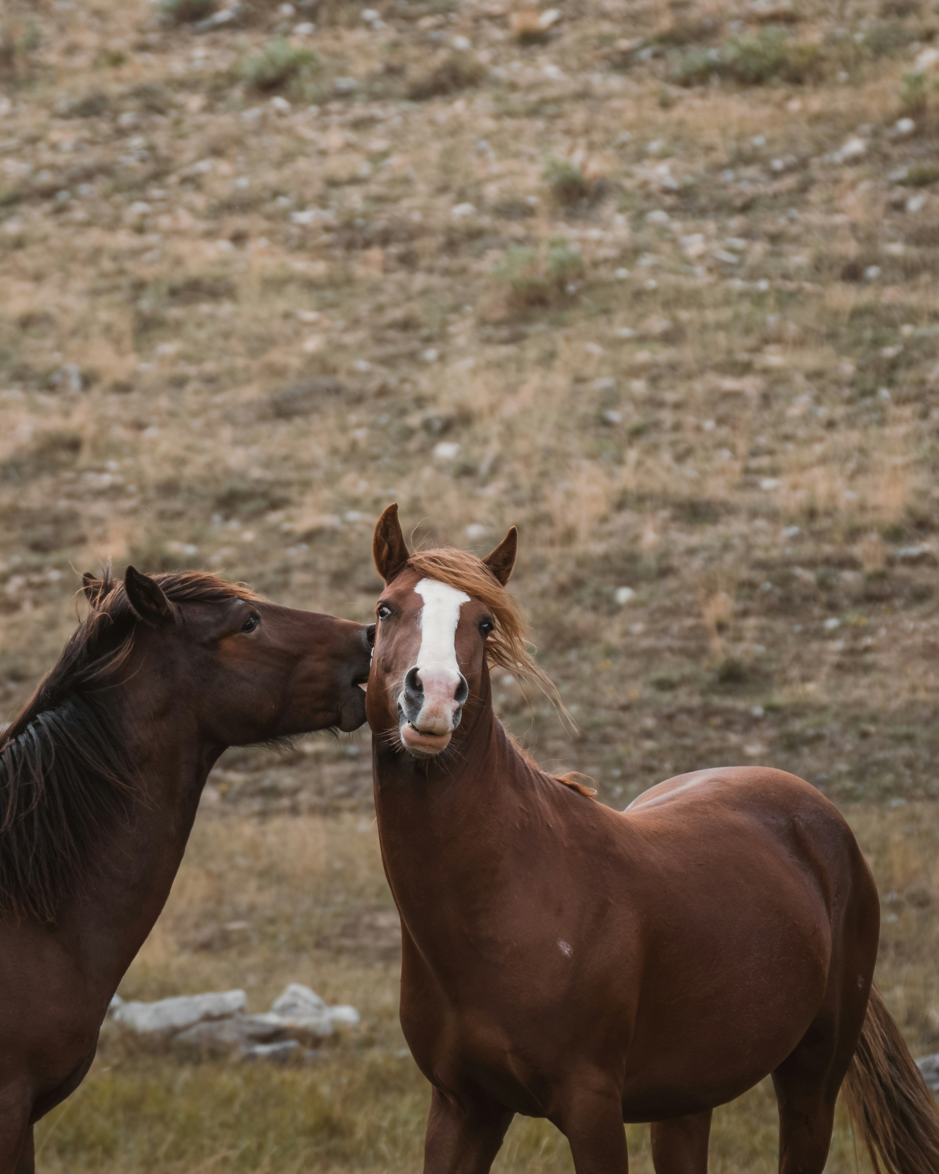 The Science Behind Equine Emotional Intelligence (image credits: unsplash)