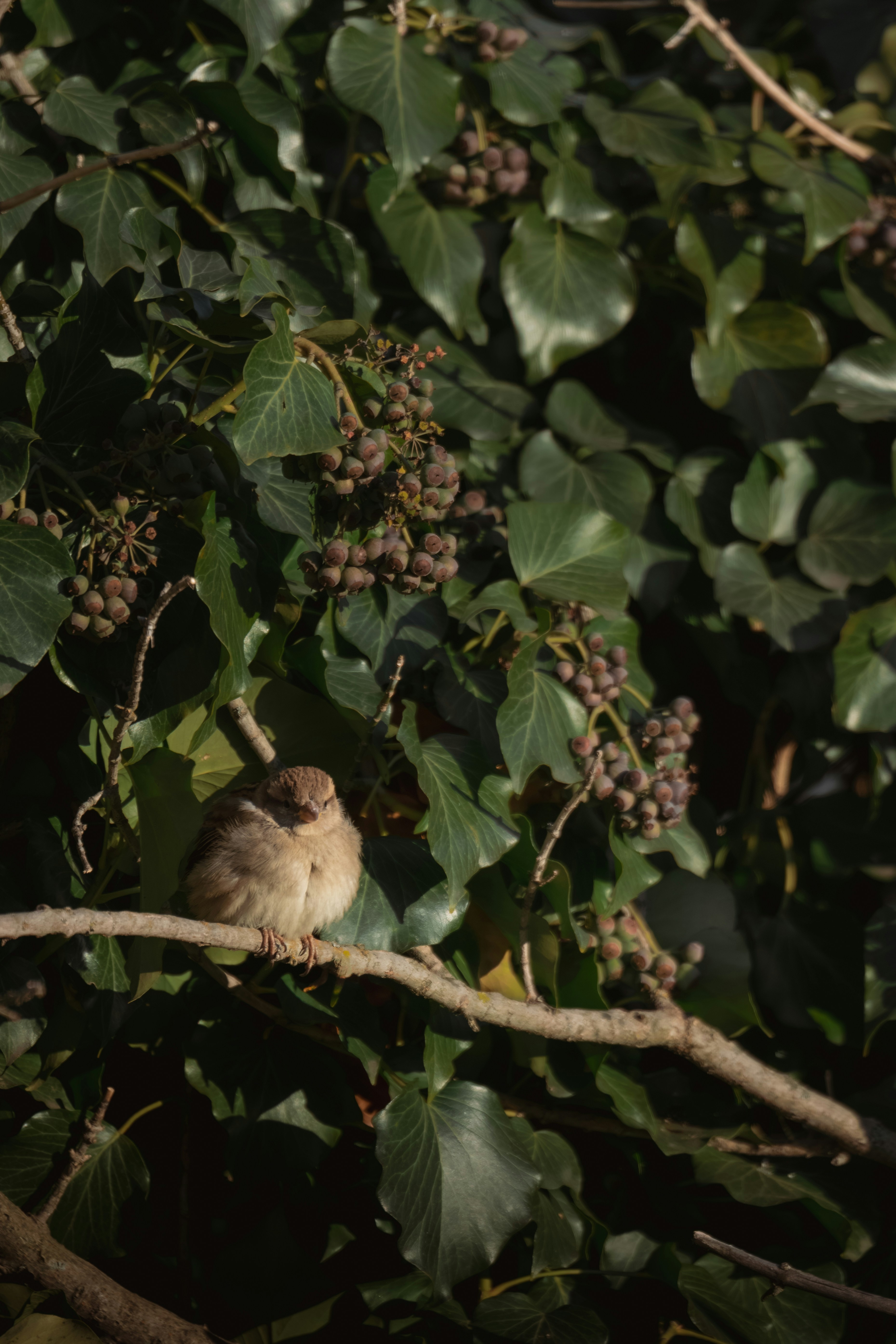 Petits Oiseaux sur une Branche de Lilas