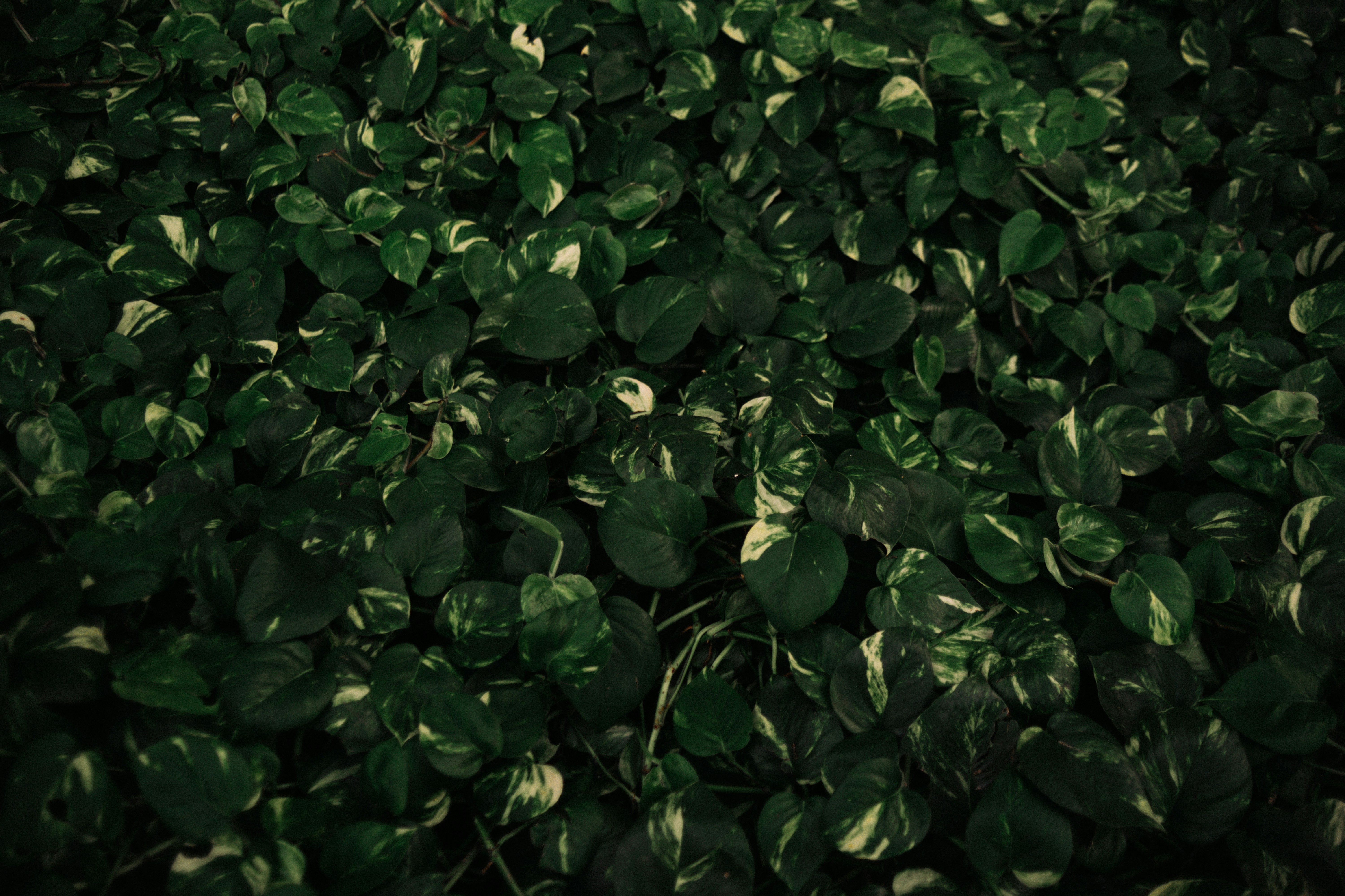 Photo by therealcaique