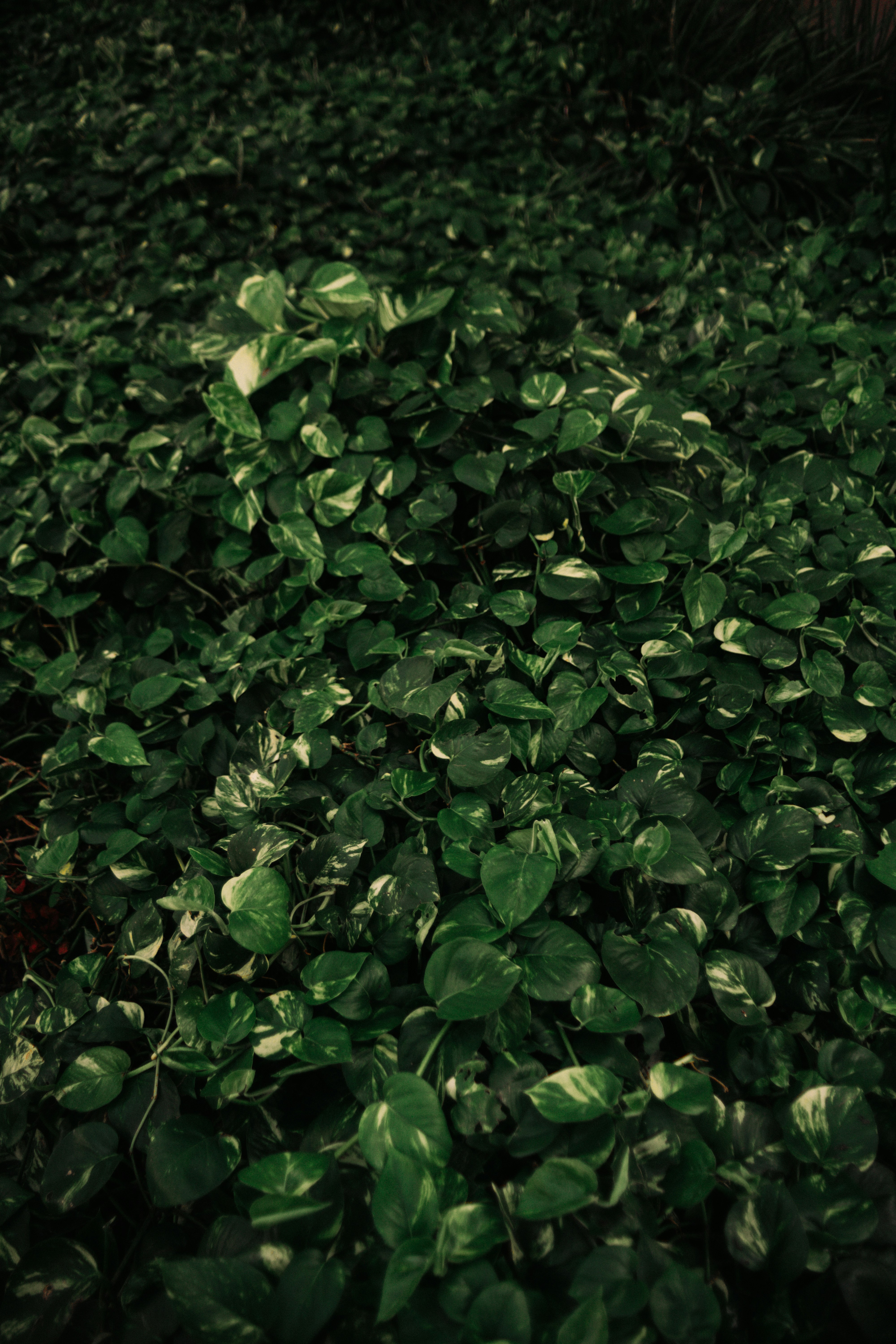 Photo by therealcaique