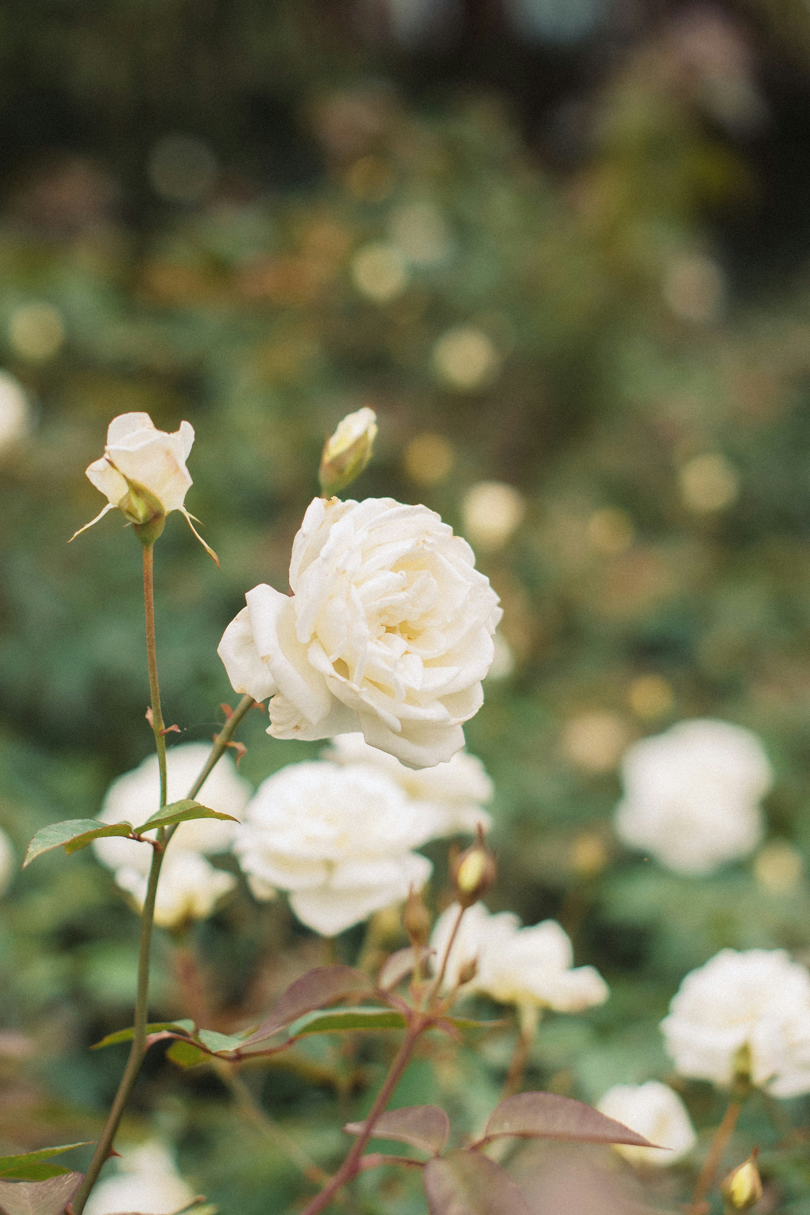 Photo by therealcaique