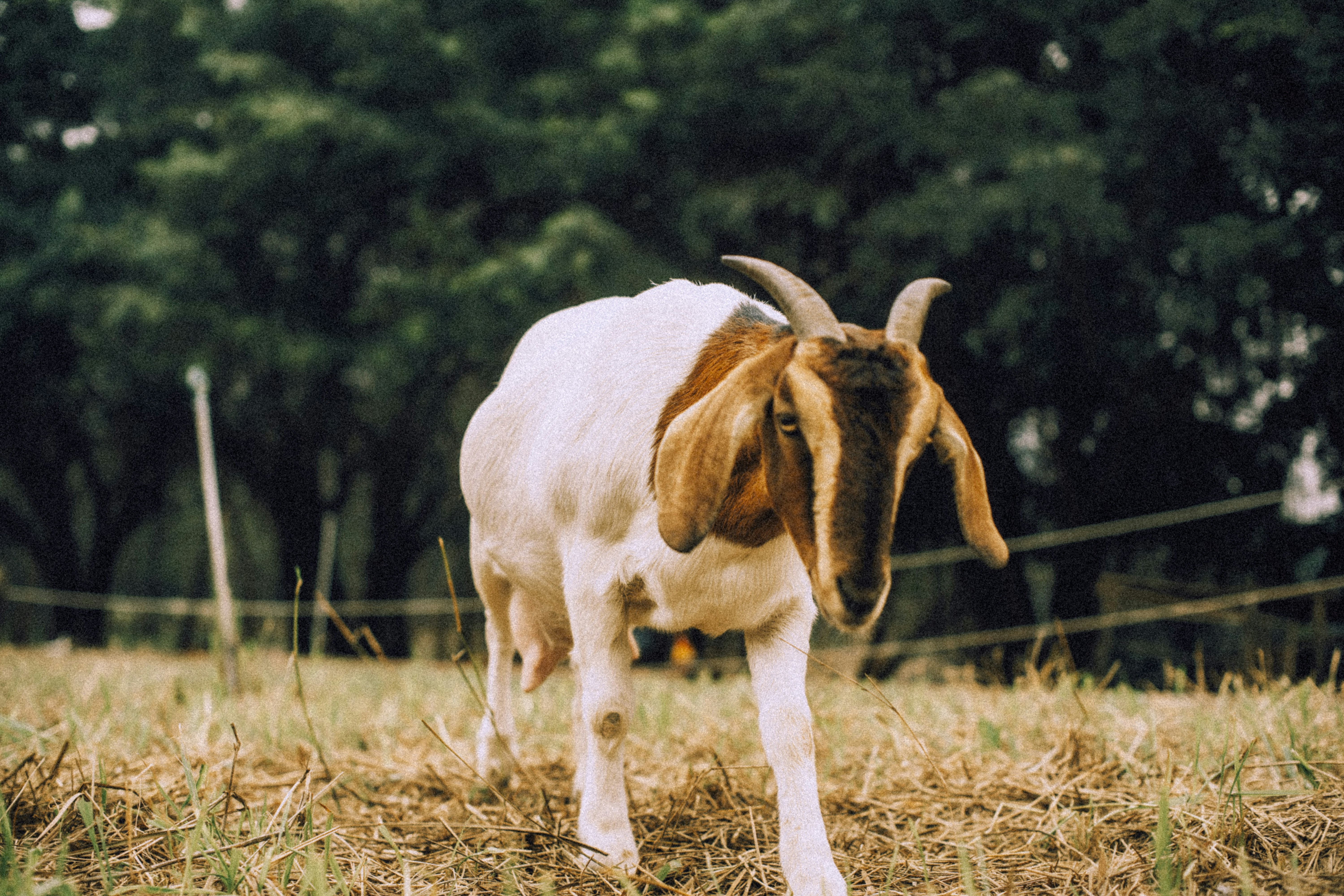 A brown and white goat standing on top of a grass covered field