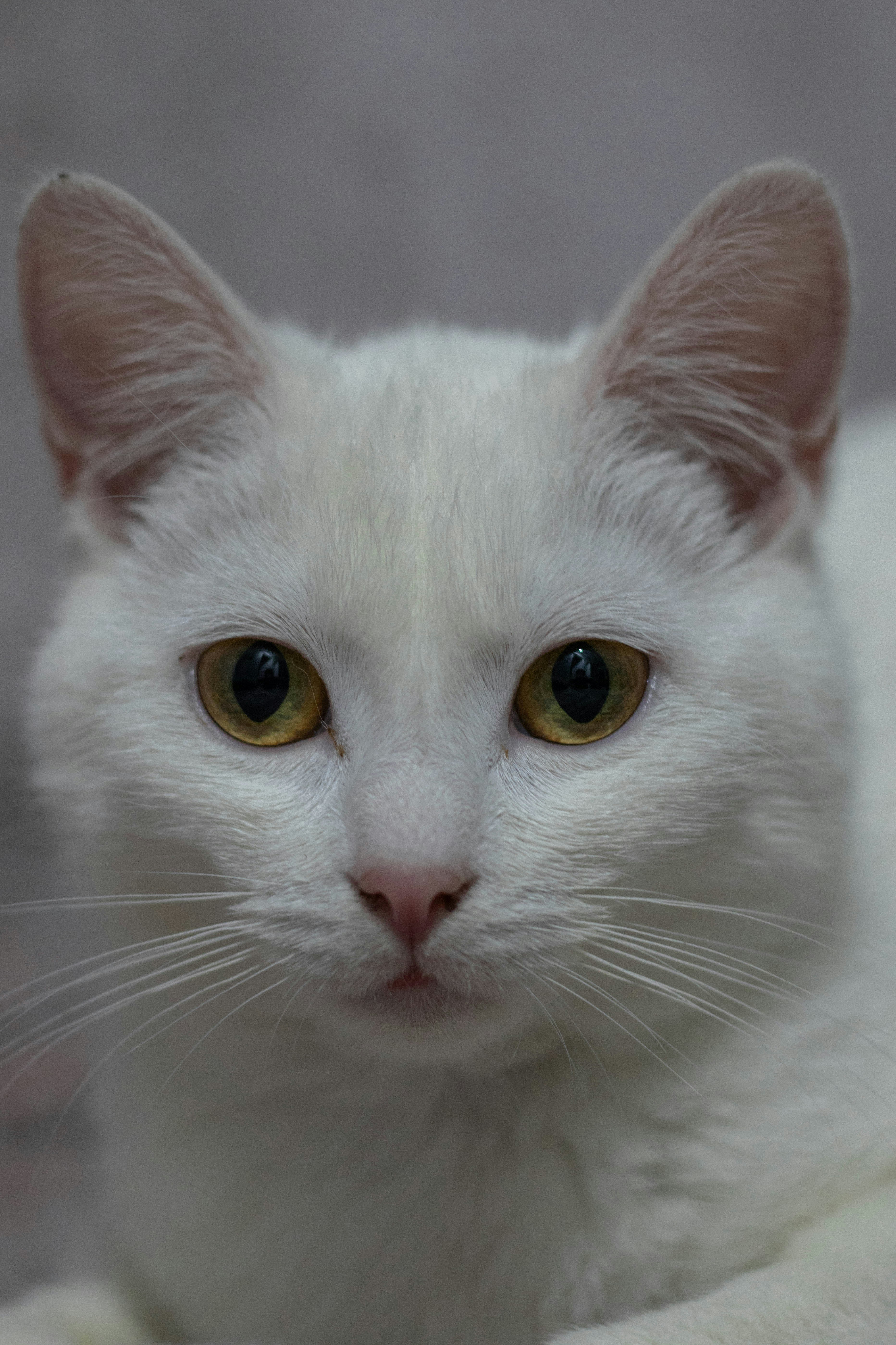 Photo by luizalubinska