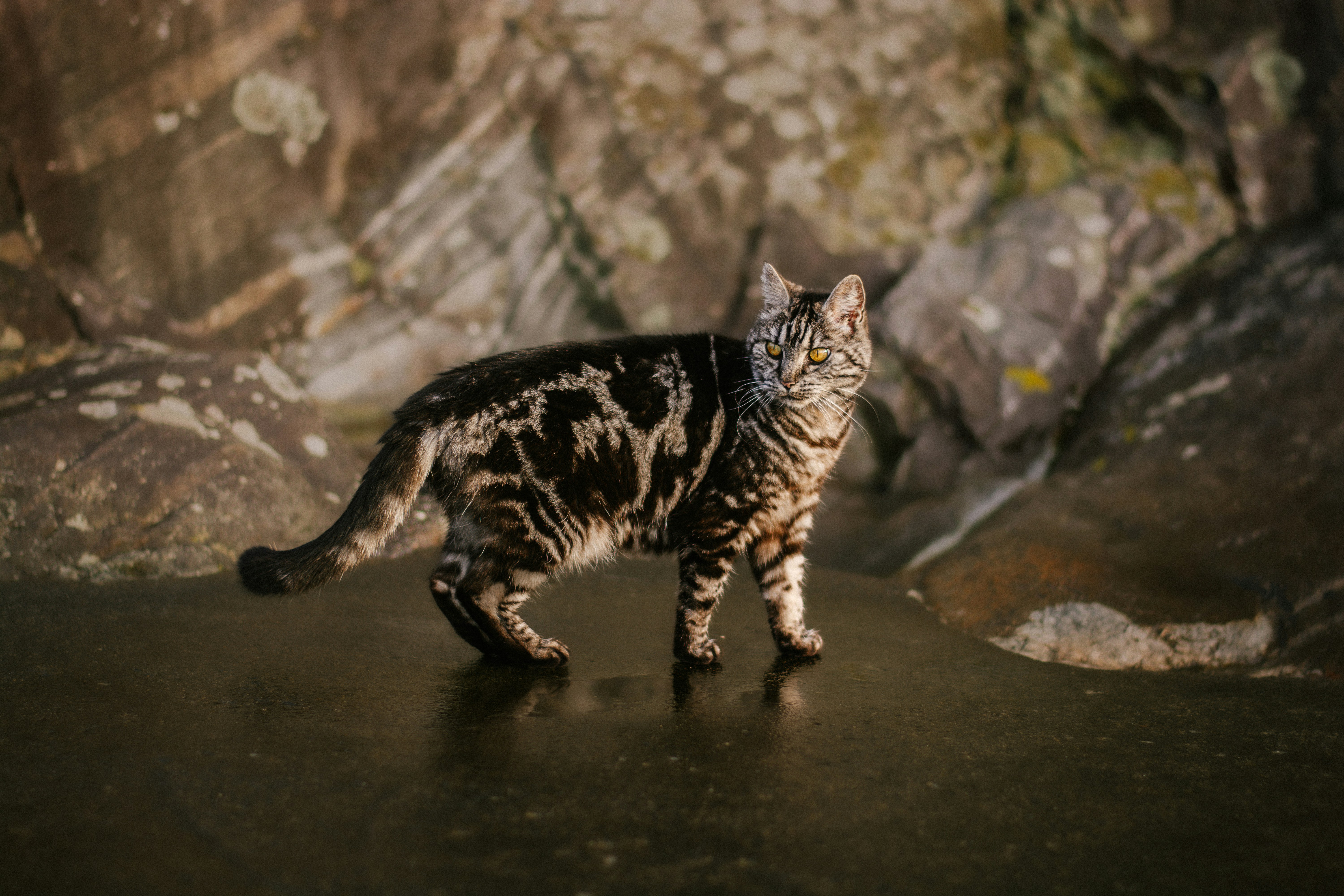Rusty-Spotted Cats: Tiny, Brave Swimmers (image credits: unsplash)