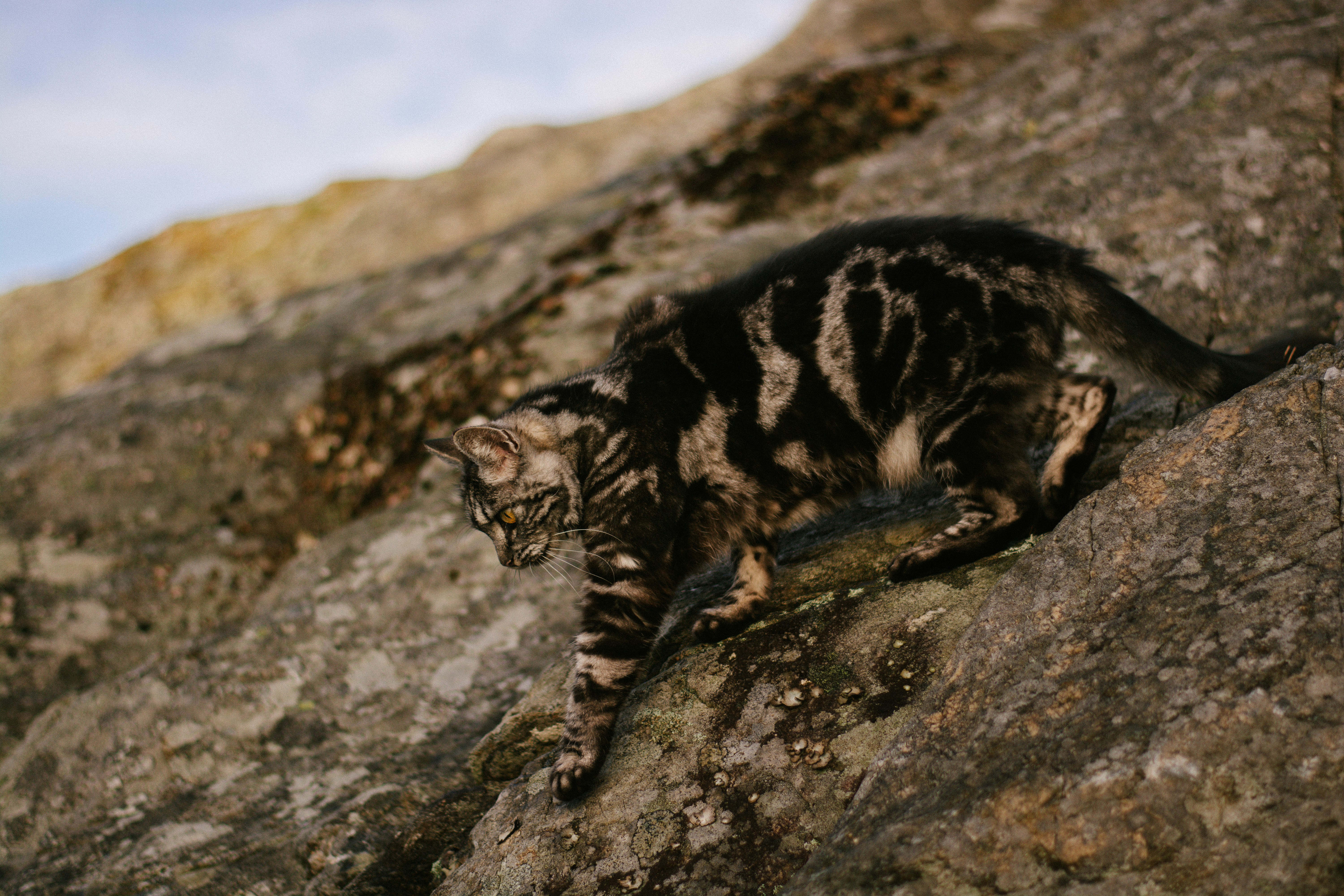 Archaeofelis: The Climbing Specialist (image credits: unsplash)