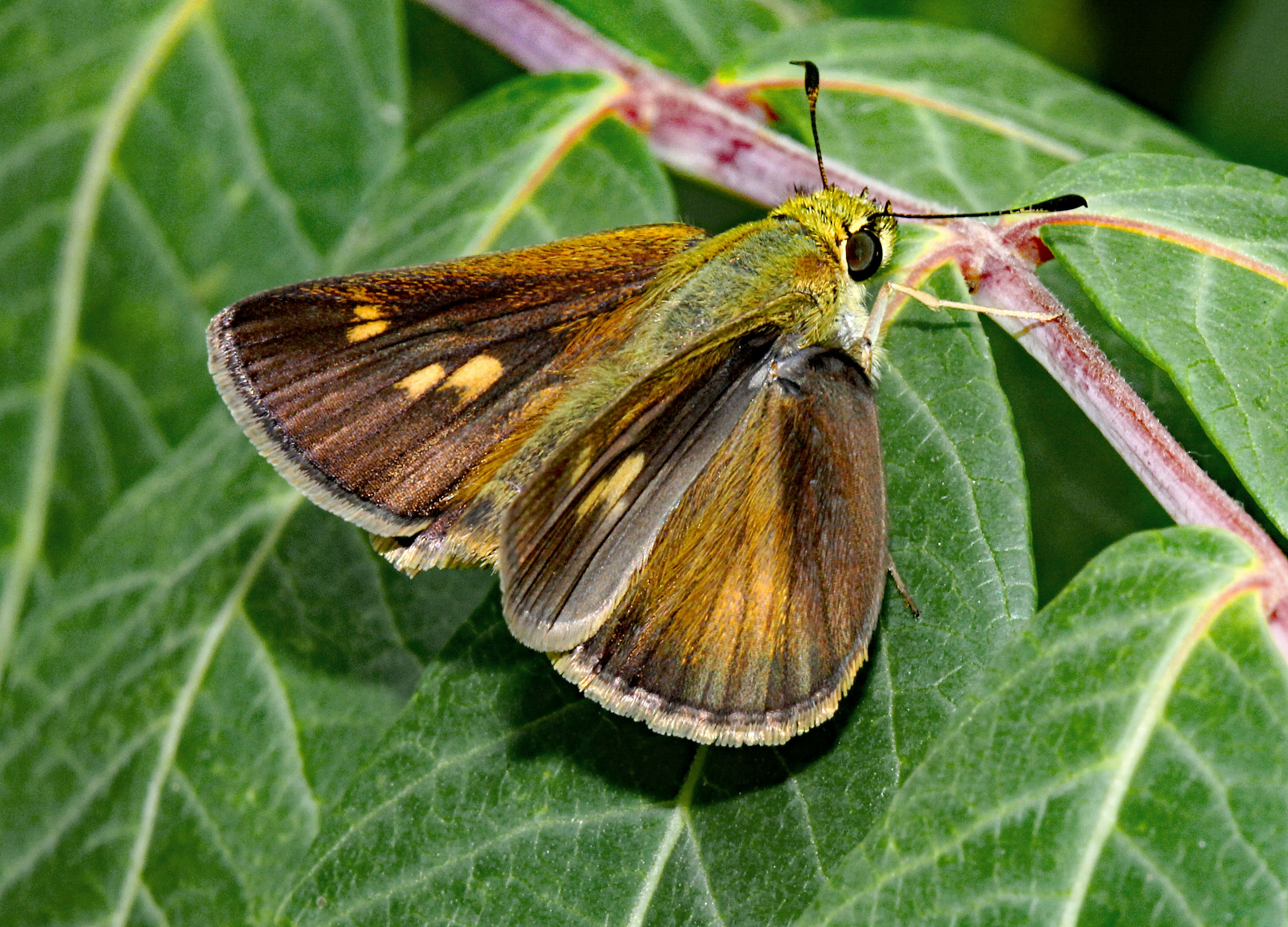 A brown and yellow butterfly sitting on top of a green leaf