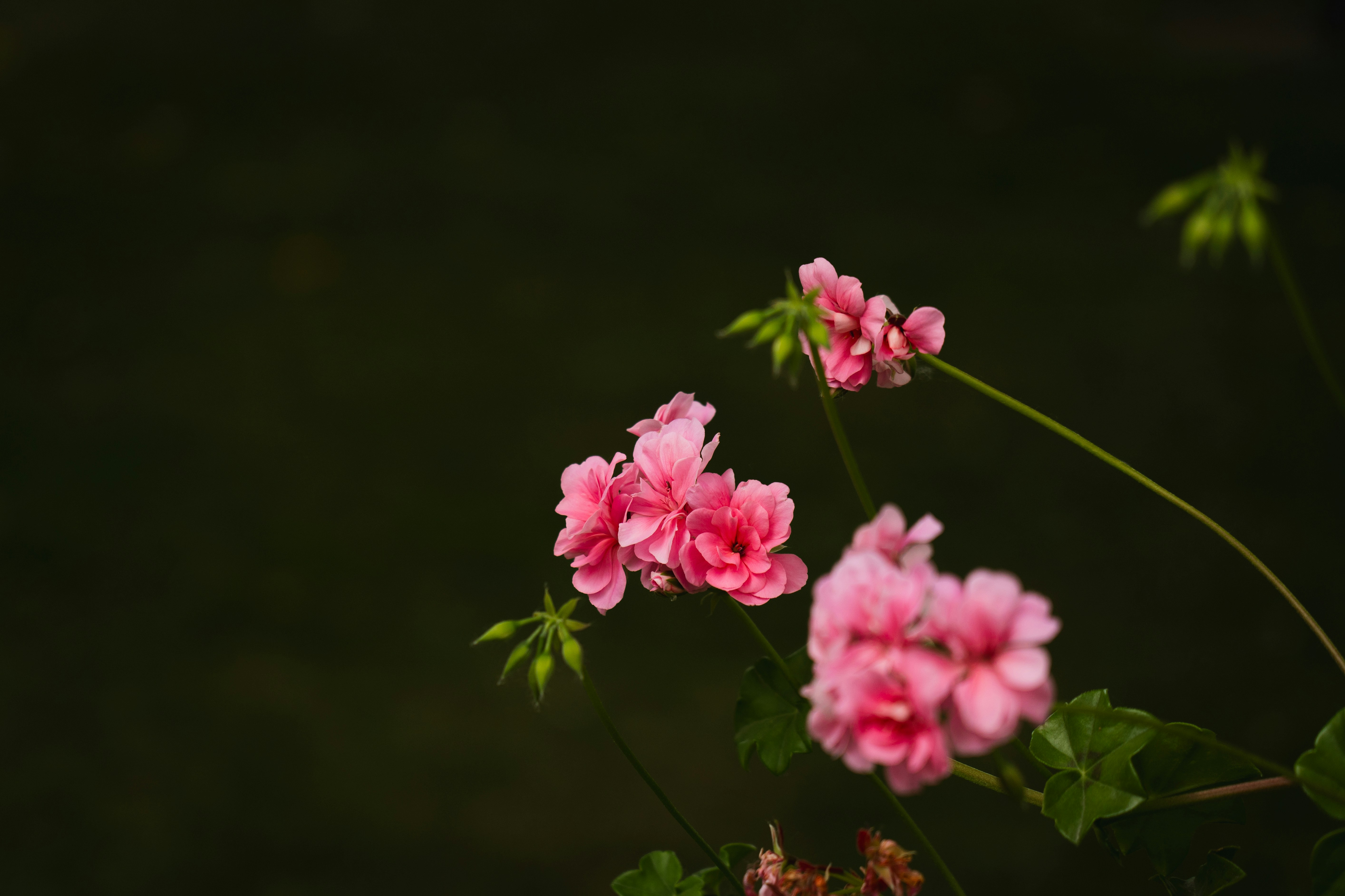 Photo by eden_tuaine