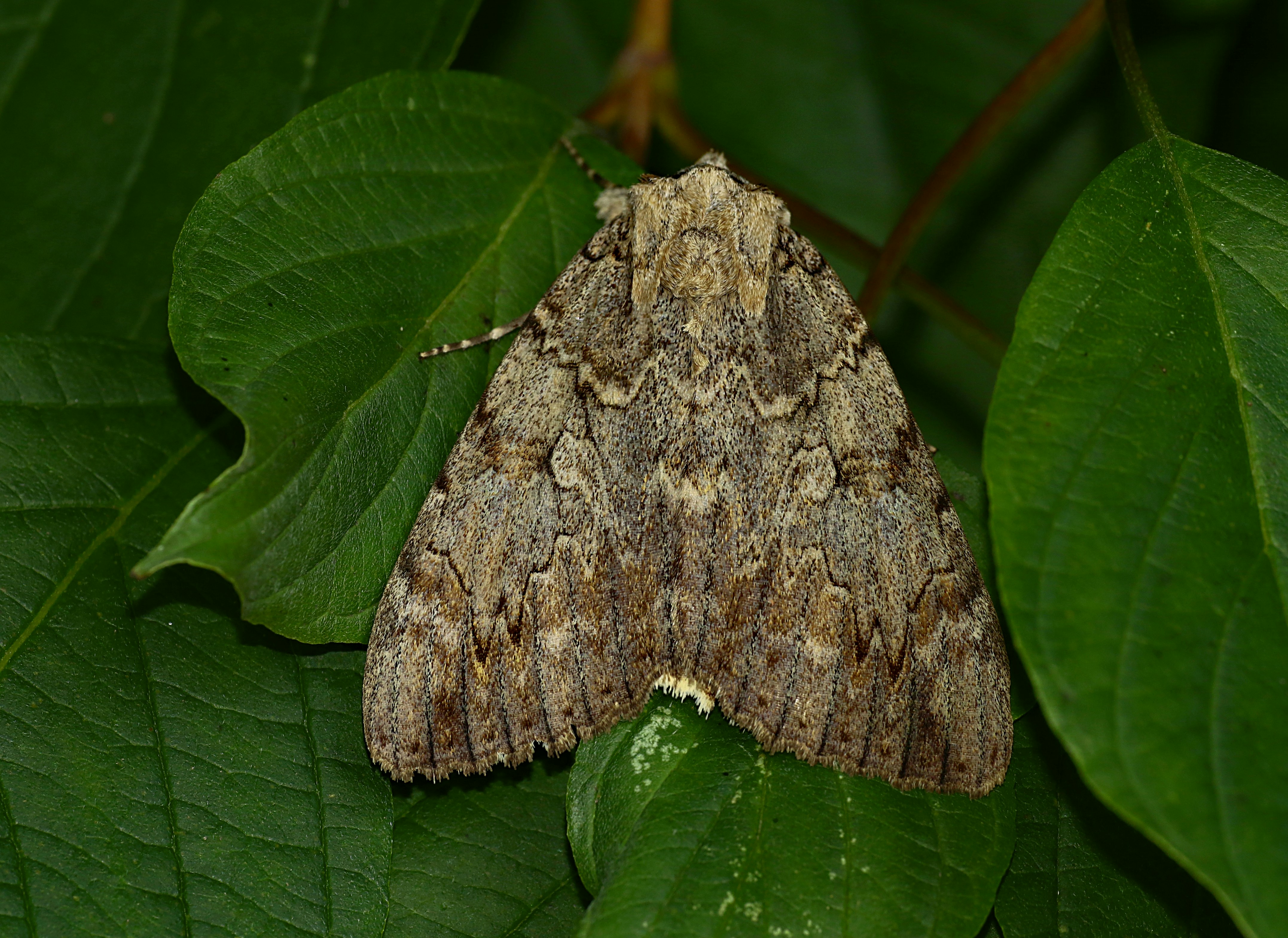 Photo by telliottmbamsc