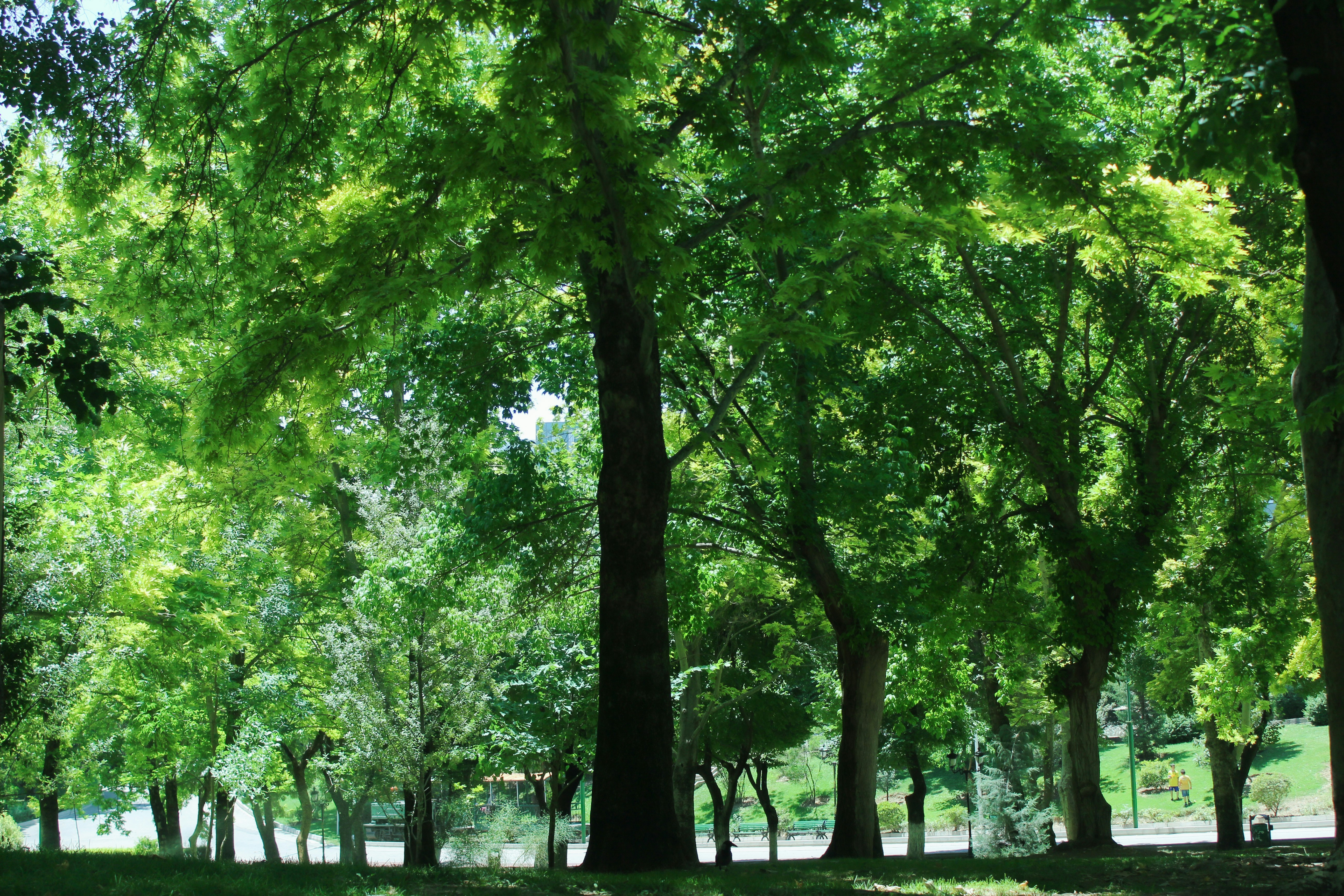 Photo by elham_frame