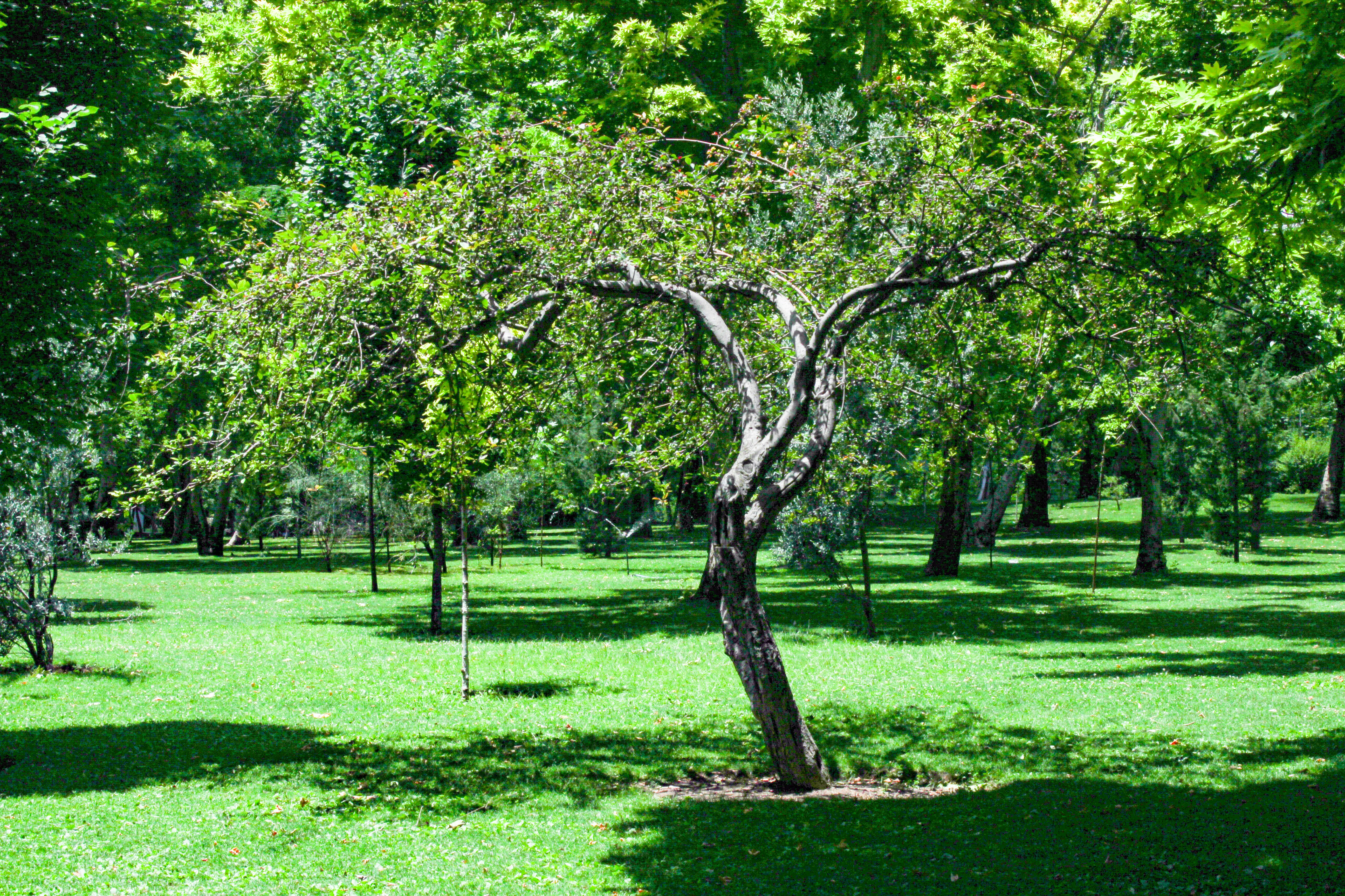 A tree in the middle of a grassy field
