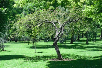 A tree in the middle of a grassy field