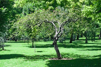 A tree in the middle of a grassy field