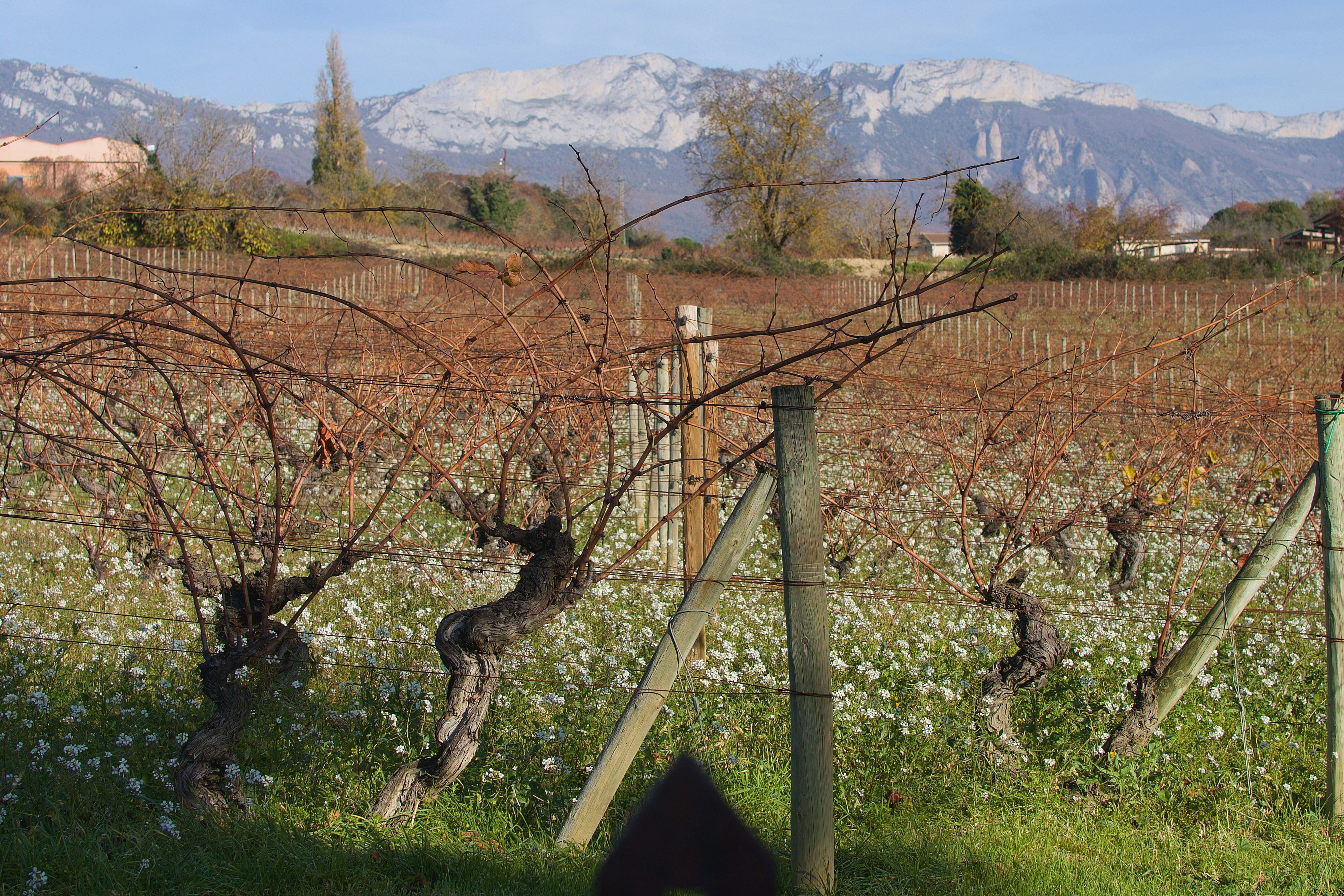 A dog standing in a field next to a fence