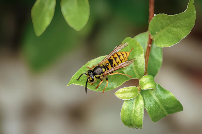 A yellow and black insect sitting on a green leaf