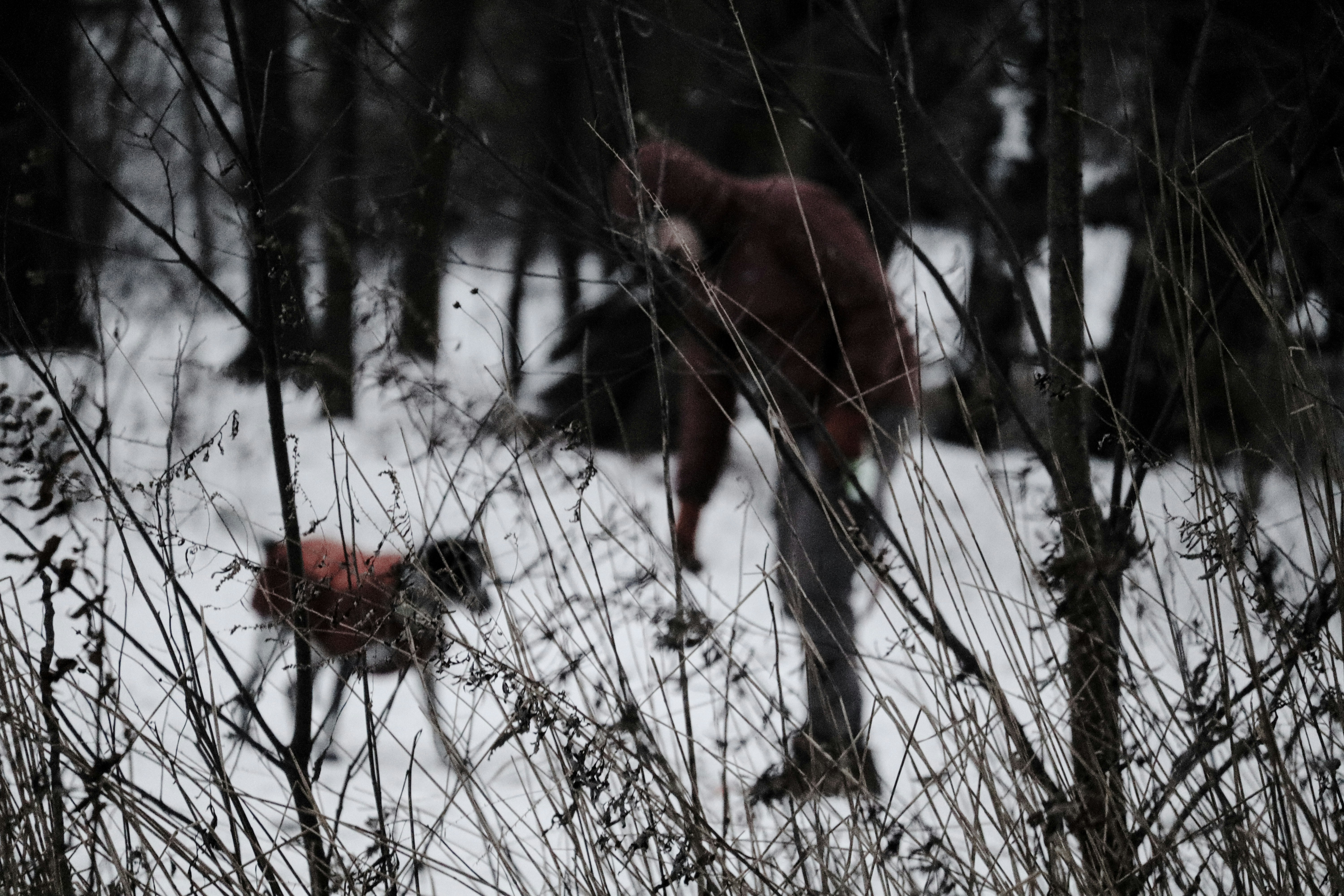 A man is walking through the woods with a dog