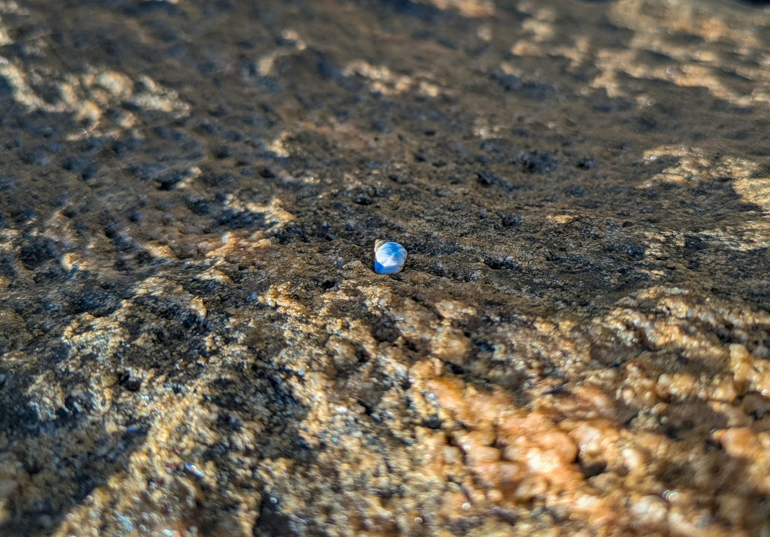 A little blue periwinkle sitting central on a large pitted rock. The rock has hues of orange where the light is hitting it but is otherwise grey.