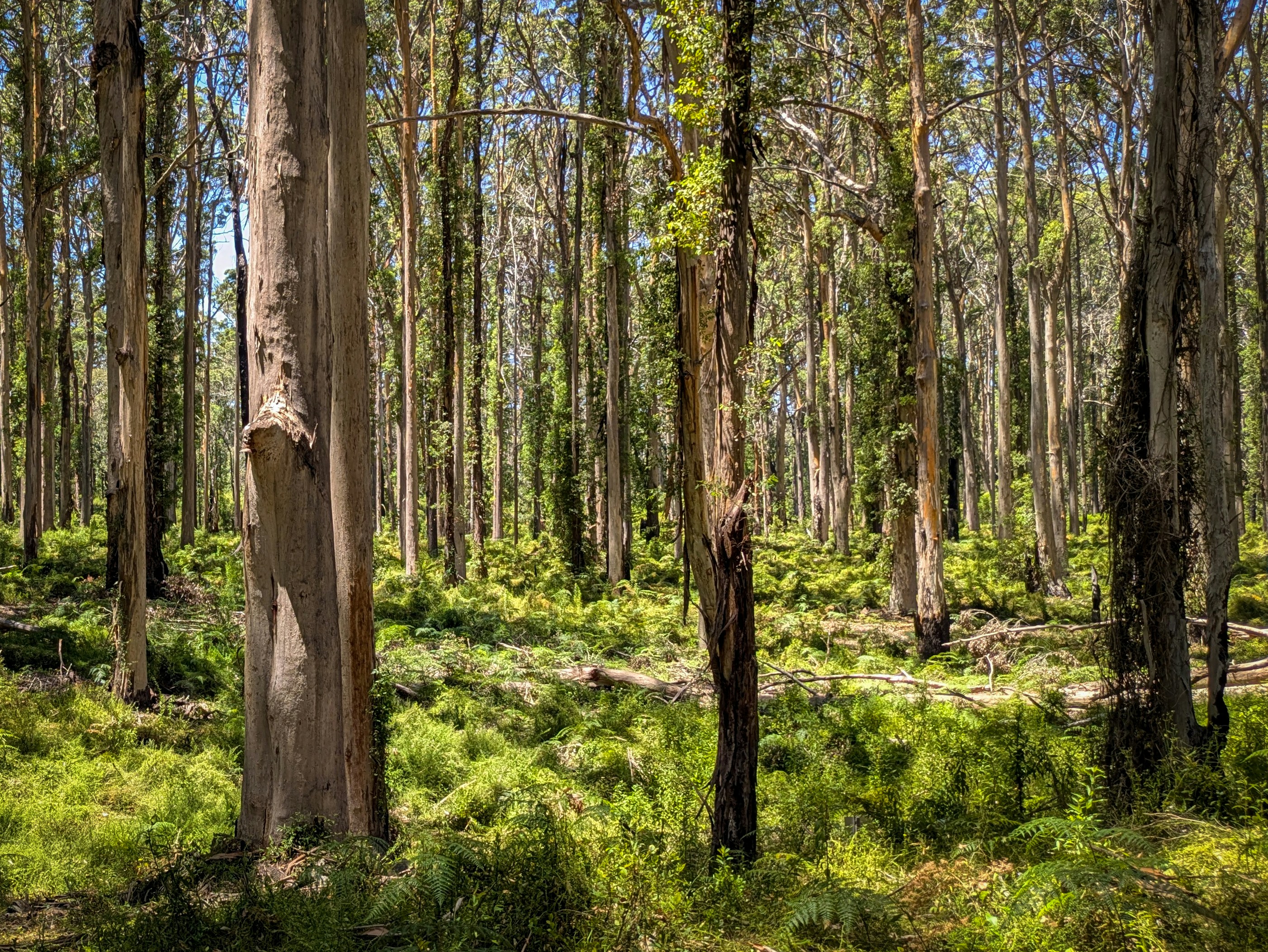 Looking through Australian bush. The bottom third is comprised of green ferns and shrubbery. Above that, you can see the trunks of trees wrapped in bark of varying shades. Towards the top, you can see patches of blue sky showing through the canopy.