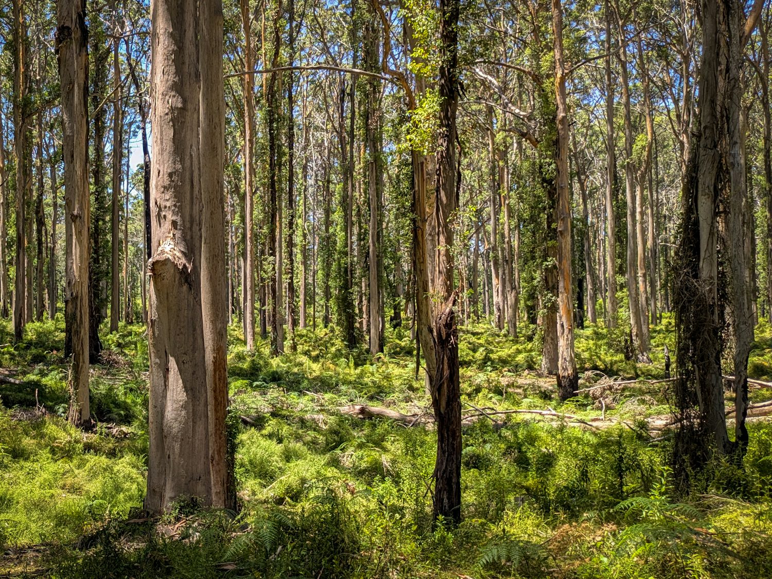 Looking through Australian bush. The bottom third is comprised of green ferns and shrubbery. Above that, you can see the trunks of trees wrapped in bark of varying shades. Towards the top, you can see patches of blue sky showing through the canopy.