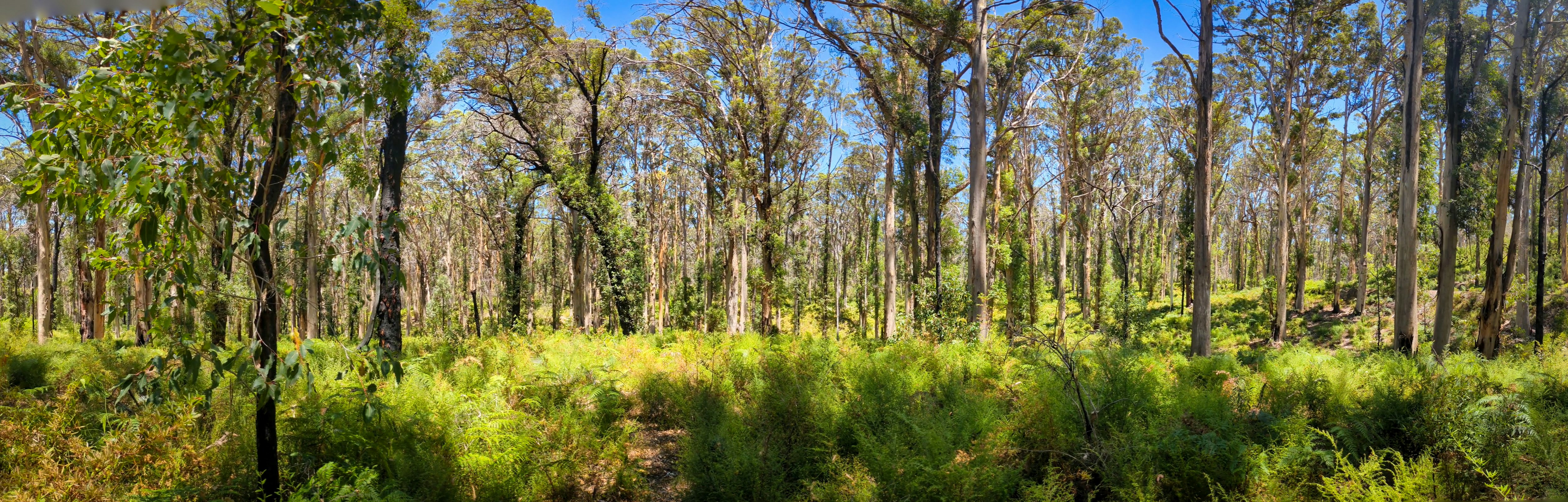 A wide panorama of Aussie bush. The bottom third is comprised of green ferns and shrubbery. Above that, you can see the trunks of trees wrapped in bark of varying shades. Towards the top, you can see patches of blue sky showing through the canopy.