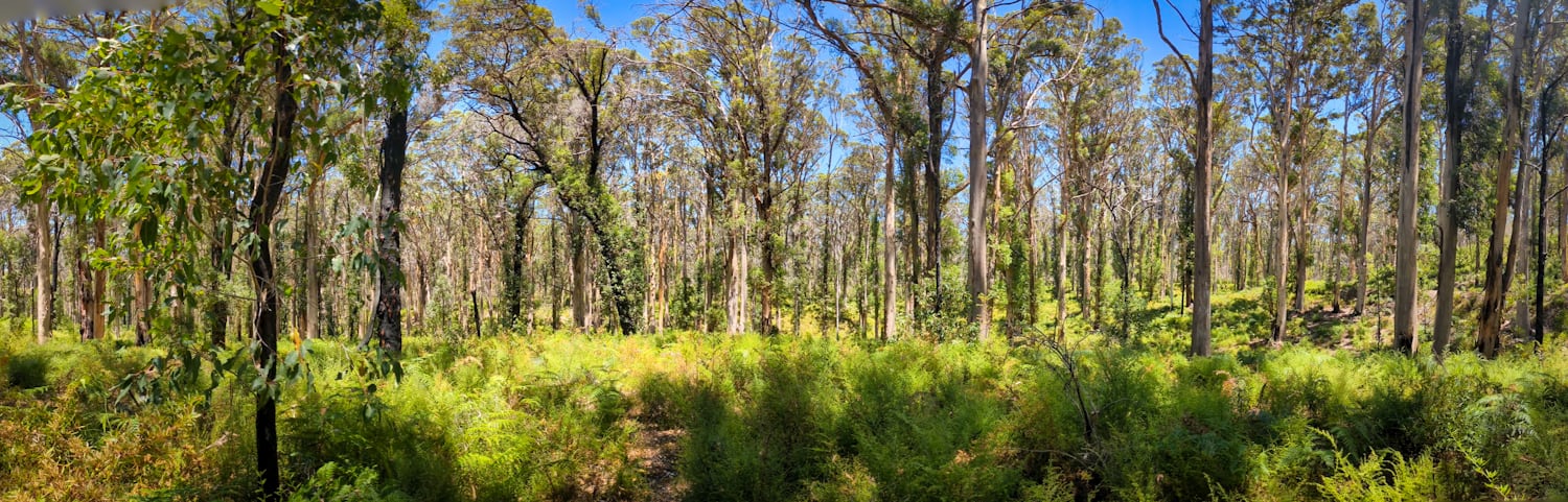 A wide panorama of Aussie bush. The bottom third is comprised of green ferns and shrubbery. Above that, you can see the trunks of trees wrapped in bark of varying shades. Towards the top, you can see patches of blue sky showing through the canopy.