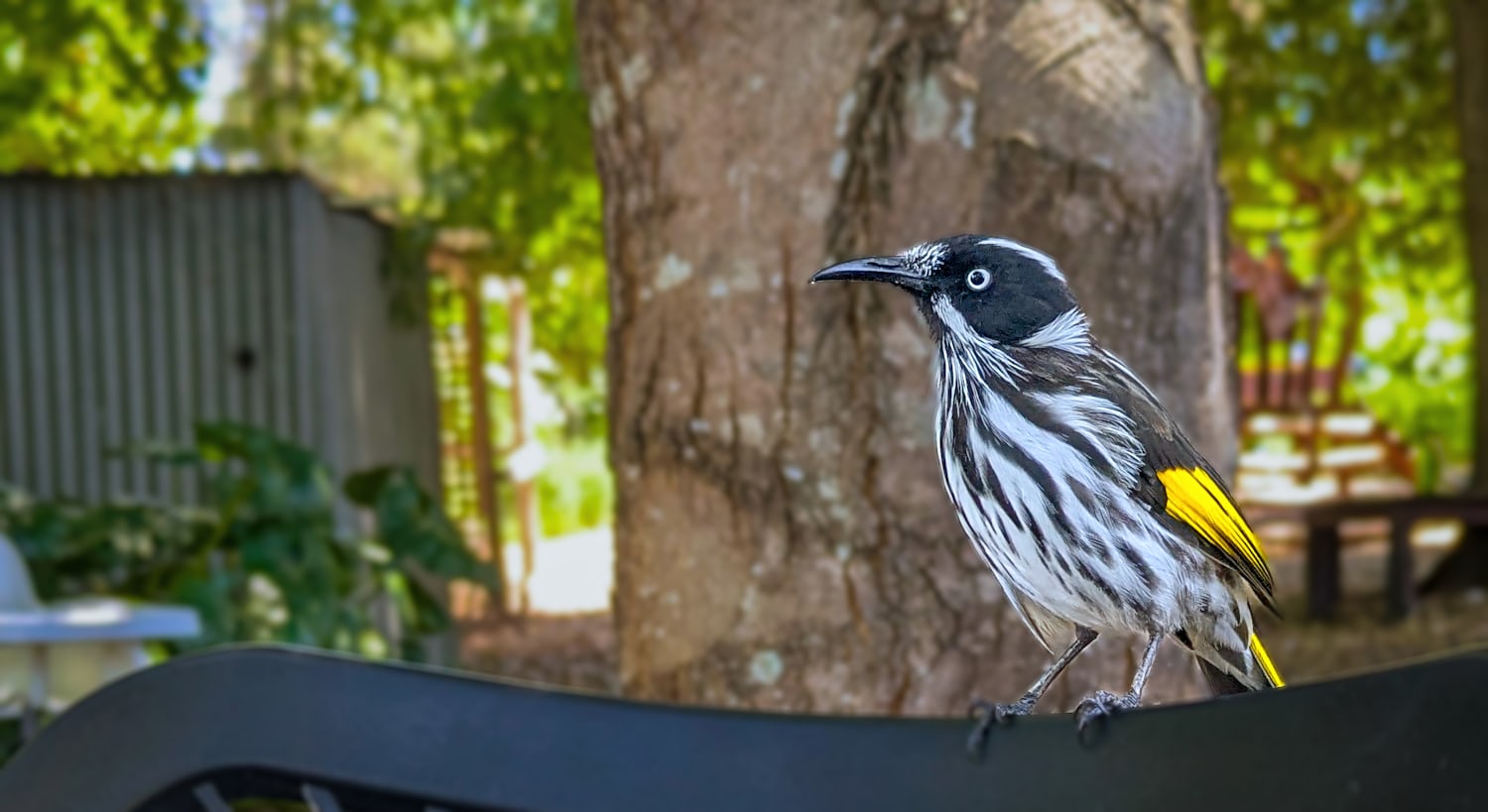 A New Holland Honeyeater sits to the right of the frame. It has bright yellow patches on its wings and a spotty striped pattern of black and white down its front. Behind it is a large tree, a shed, various other structures, and various trees and greenery.