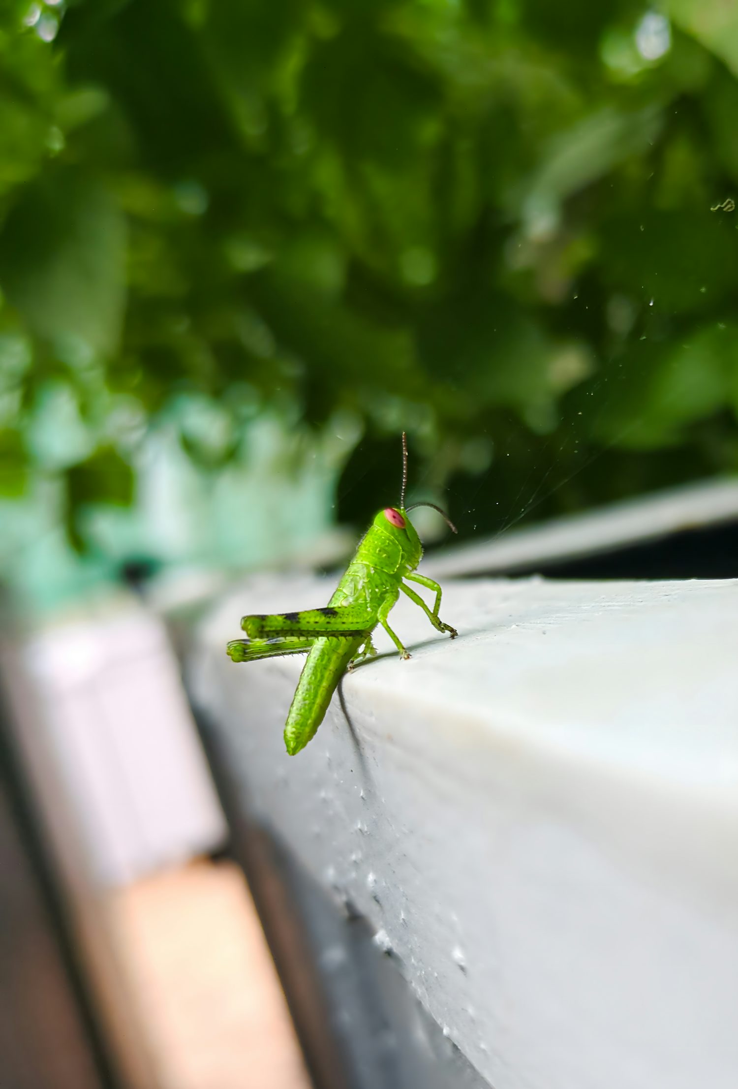Central is a green grasshopper with red eyes. It is sitting on a grey tub, and in the background is some deep green foliage.