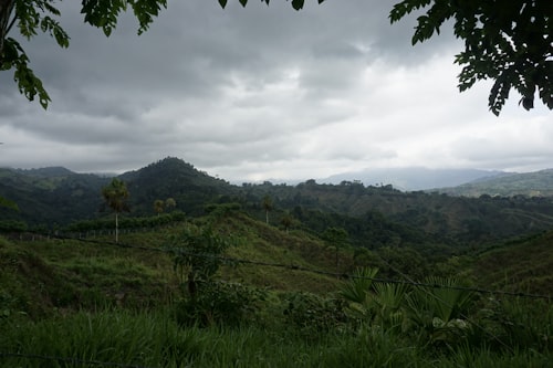 Lush green hillside vegetation in western Kenya