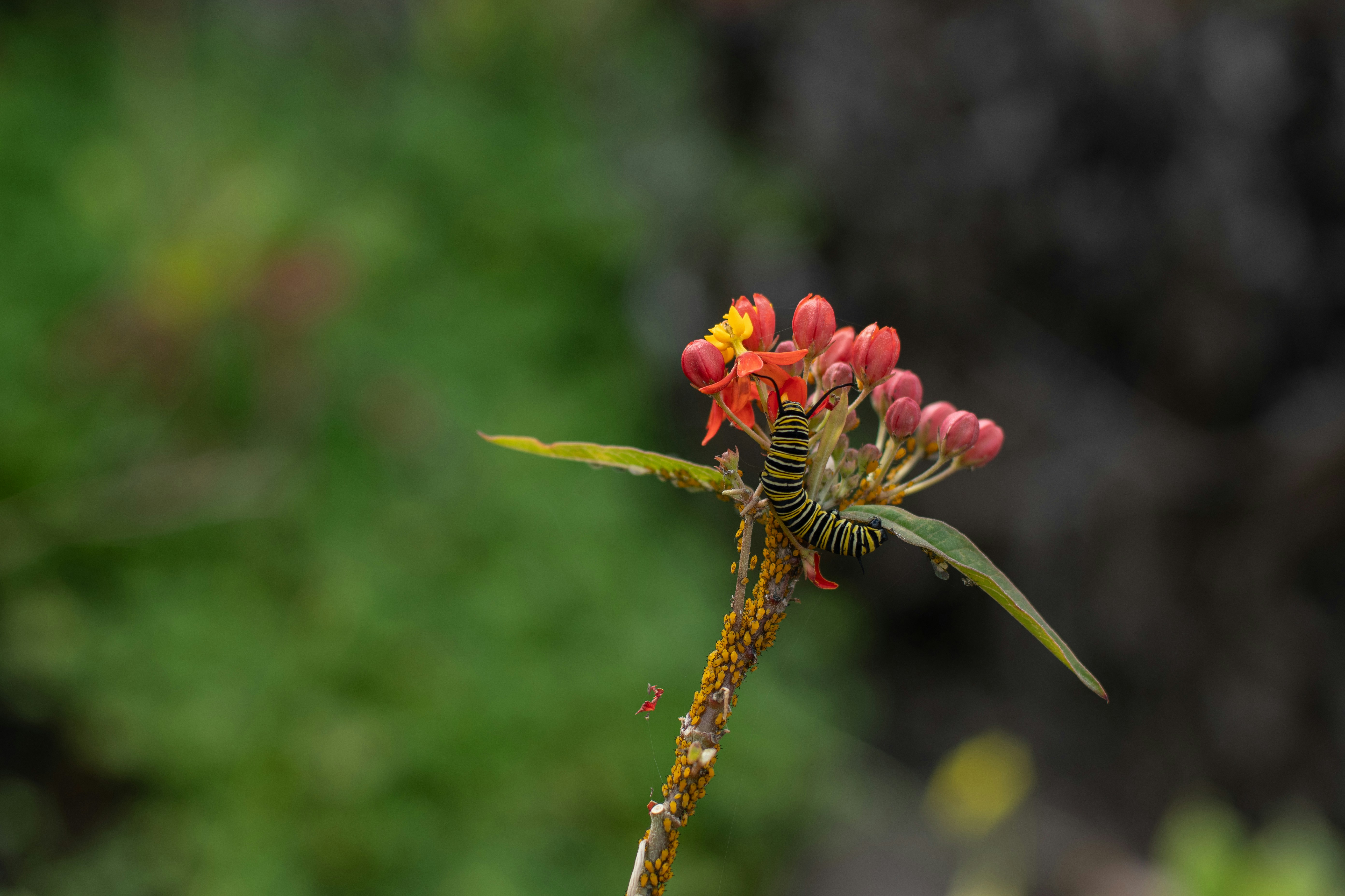 Photo by nataliaraylenegusakova