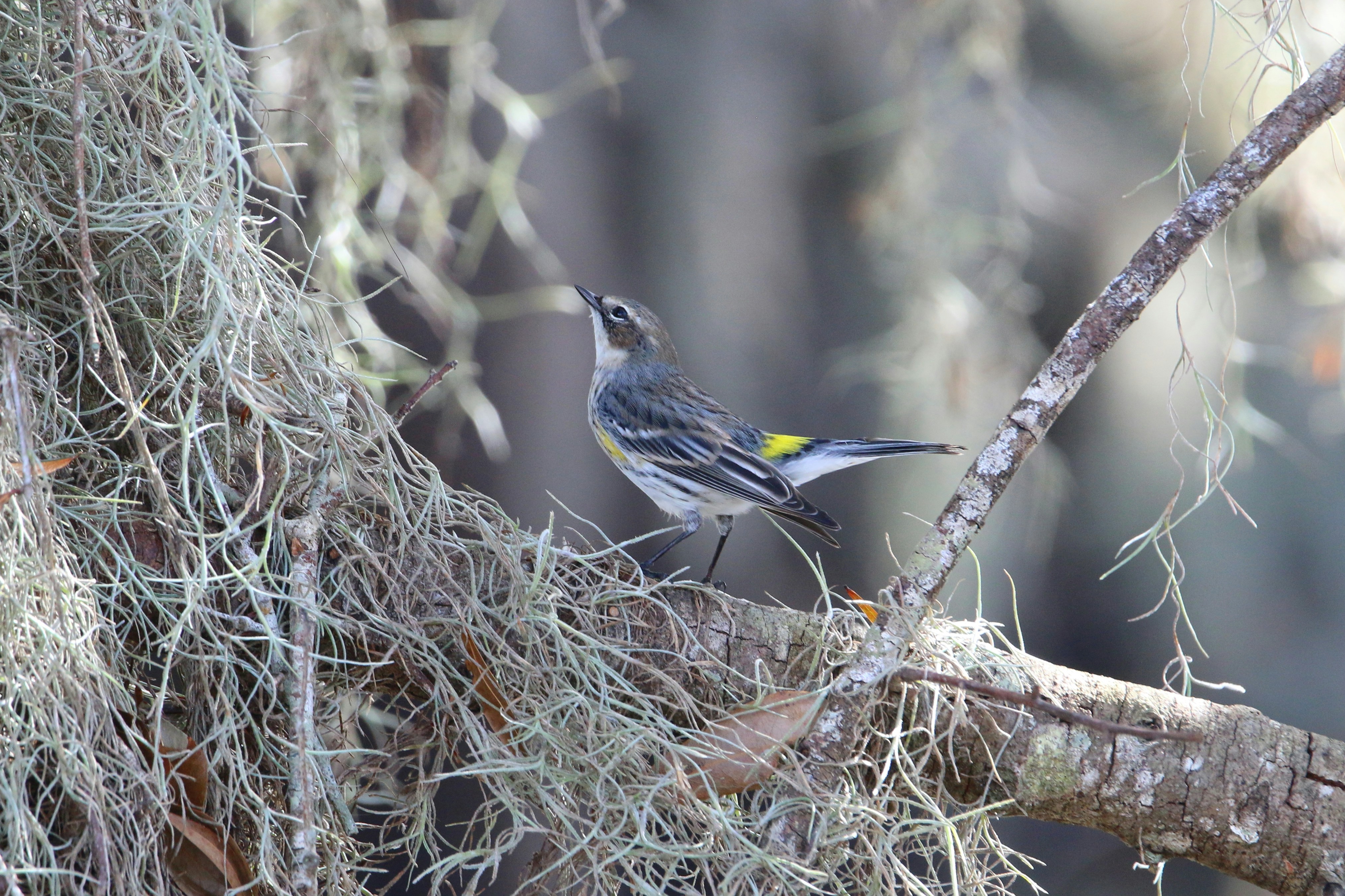 A small bird perched on a tree branch