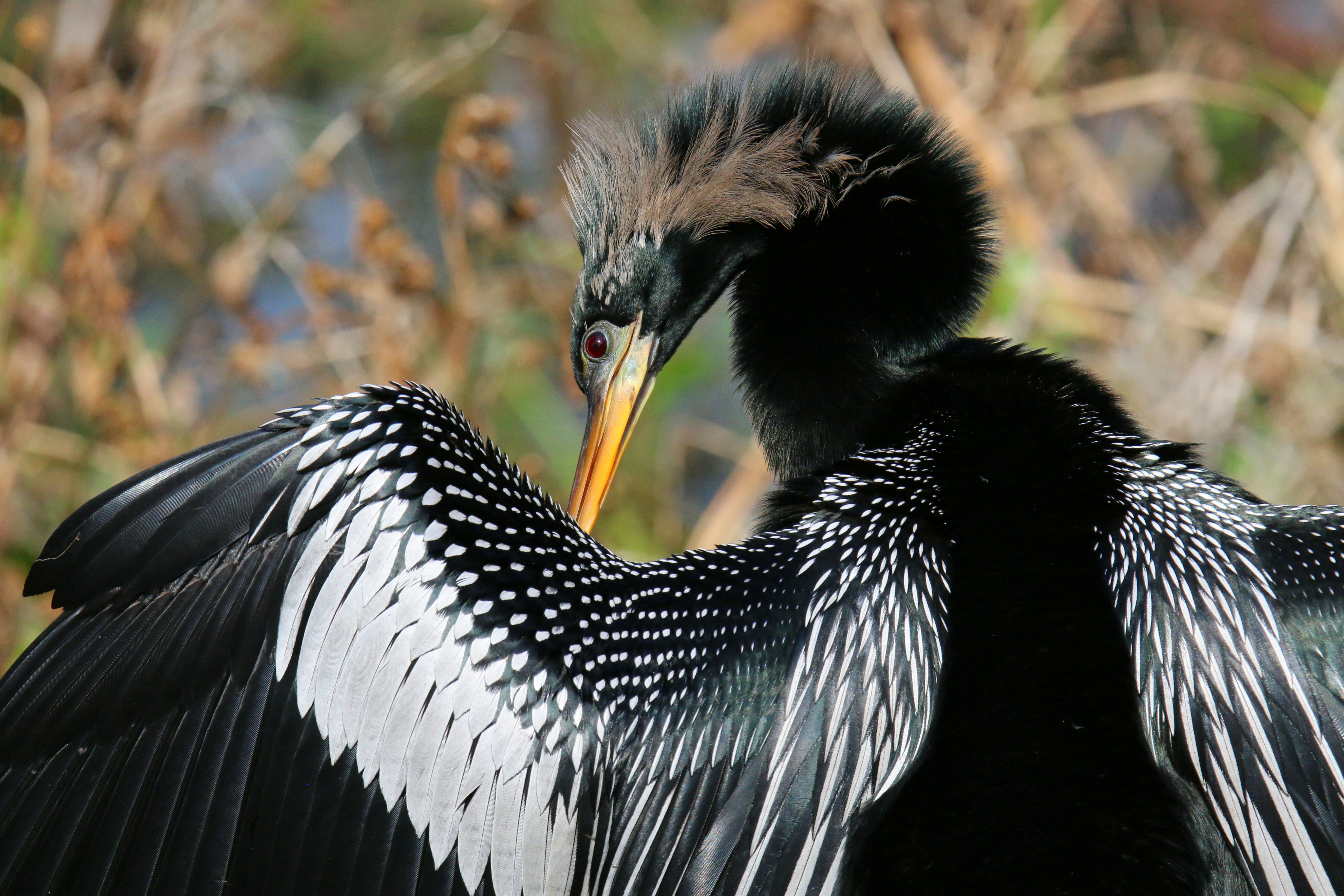 A large bird with a long beak standing in a field