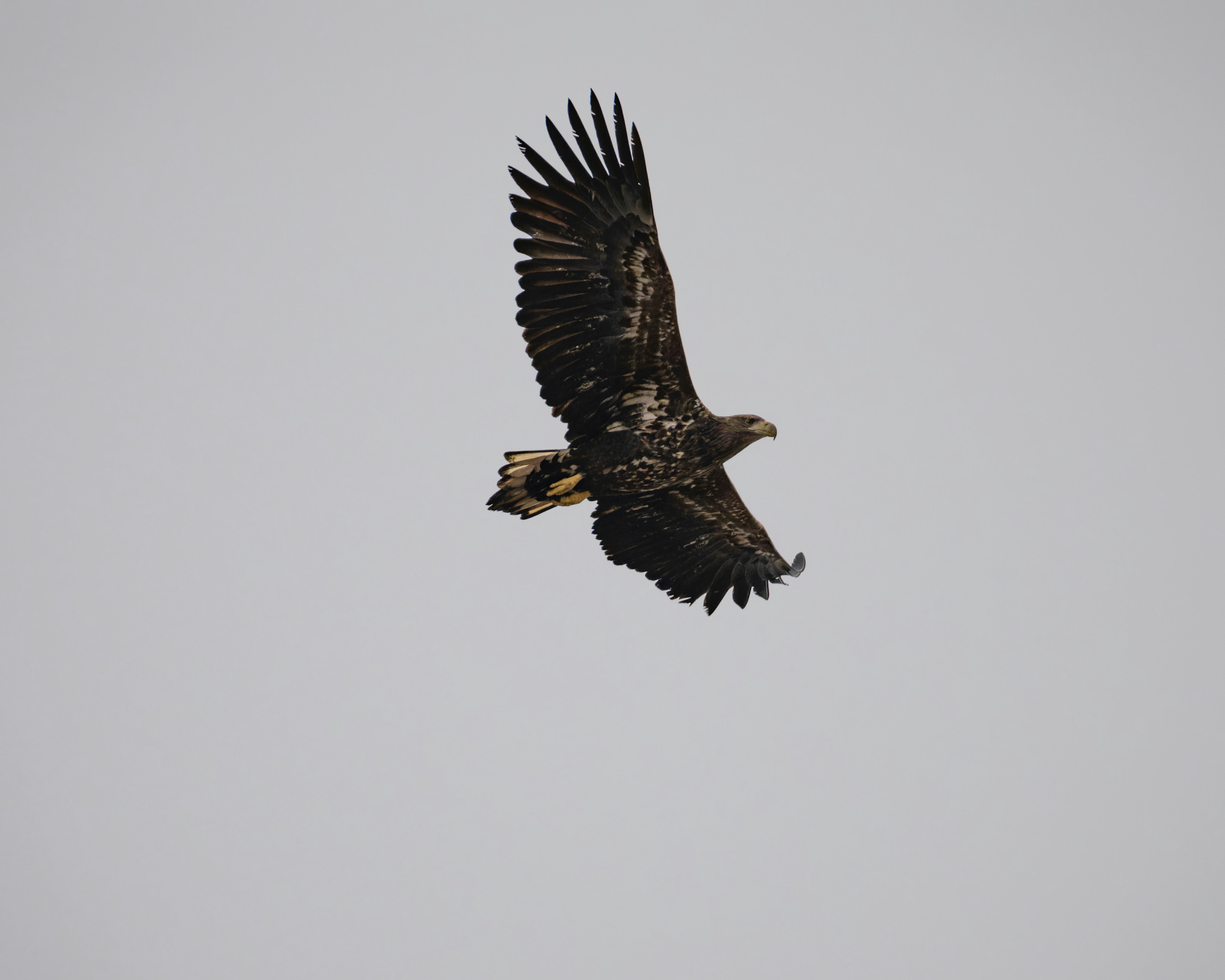 A large bird flying through a gray sky