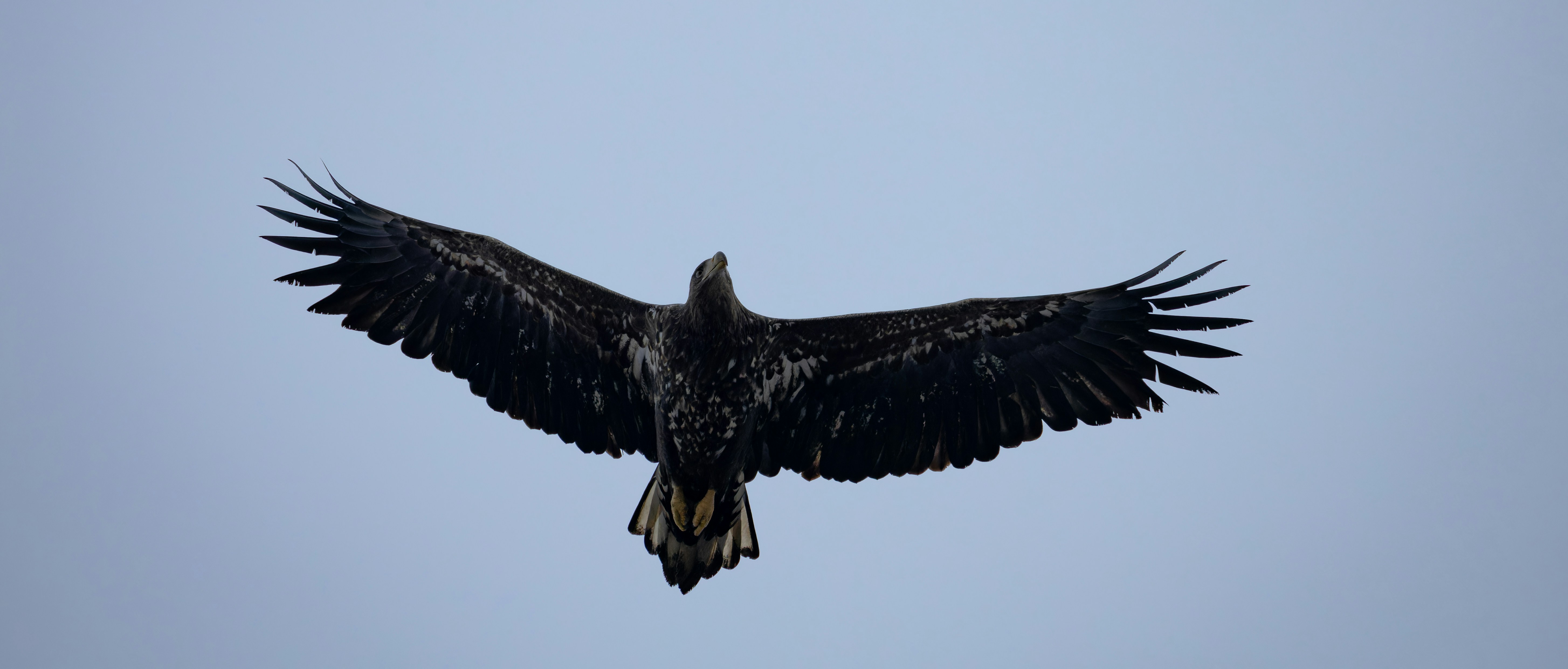 A large black bird flying through a blue sky