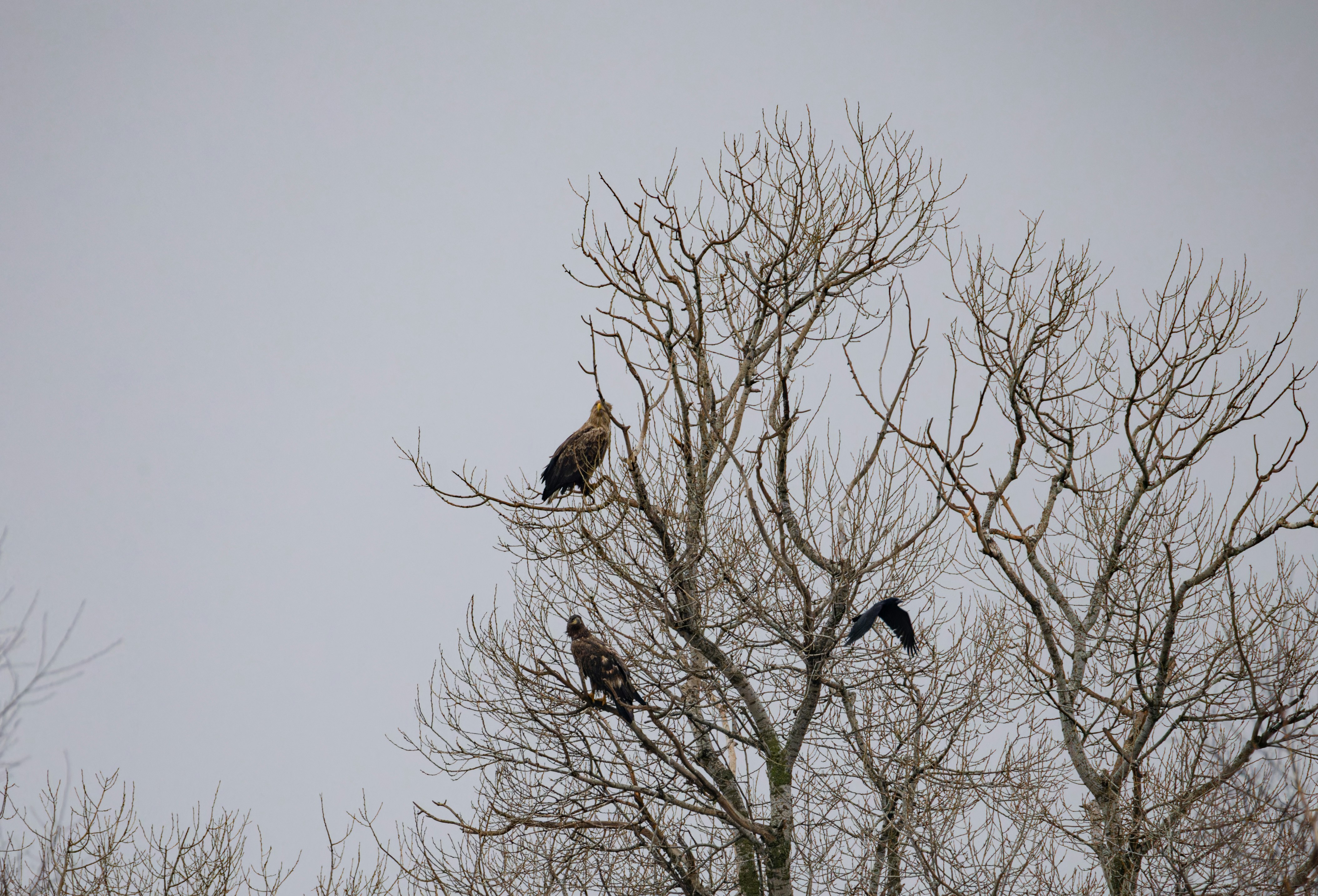 A flock of birds sitting on top of a tree