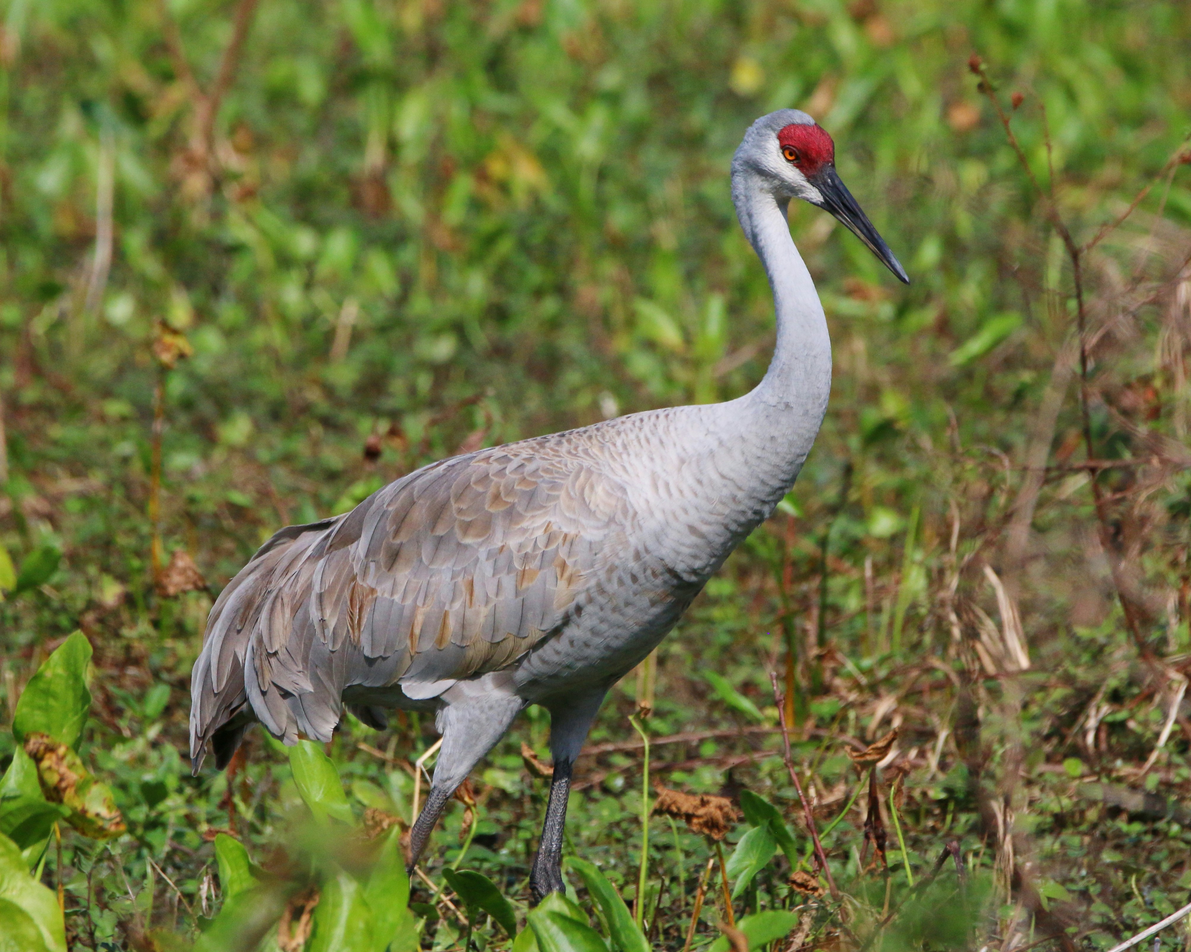 A bird with a long neck standing in the grass