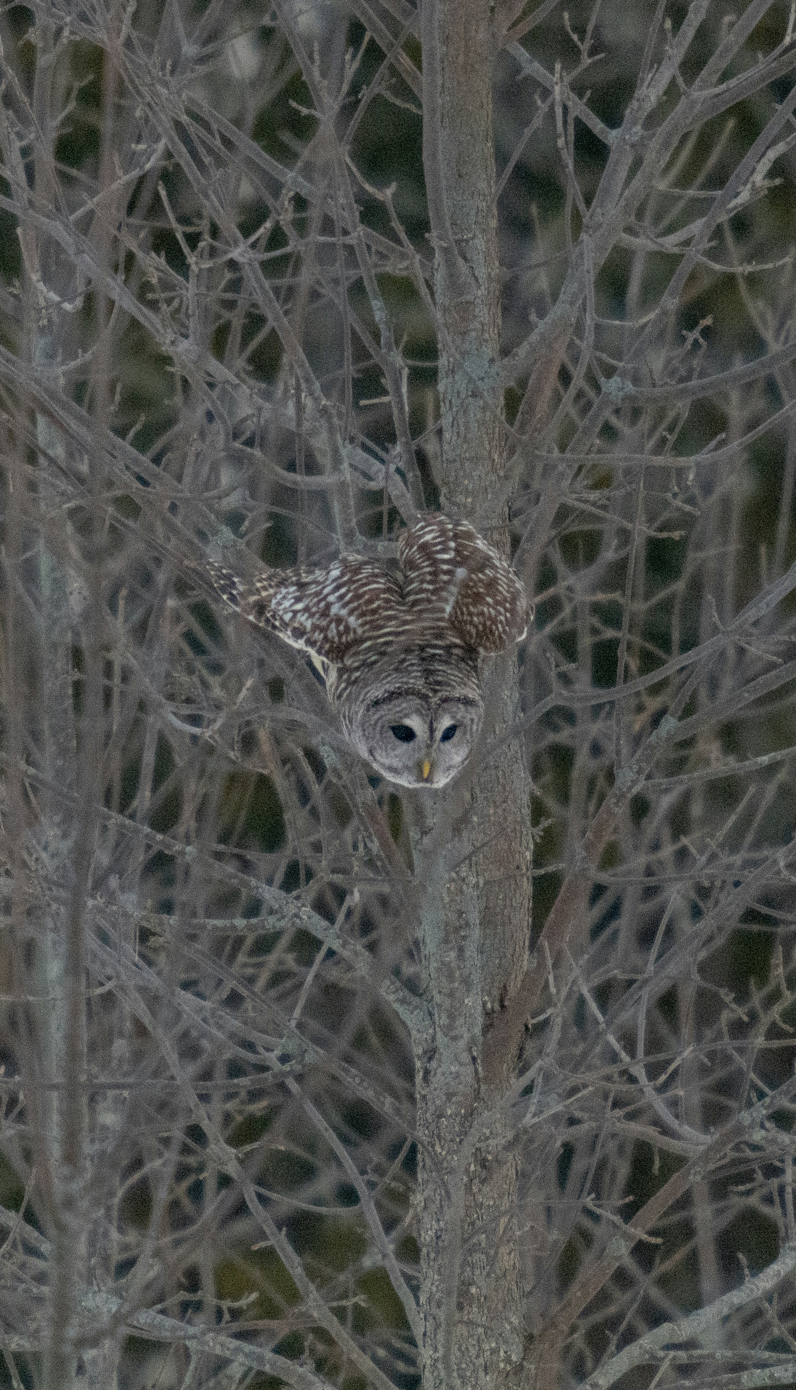 An owl is perched on a tree branch