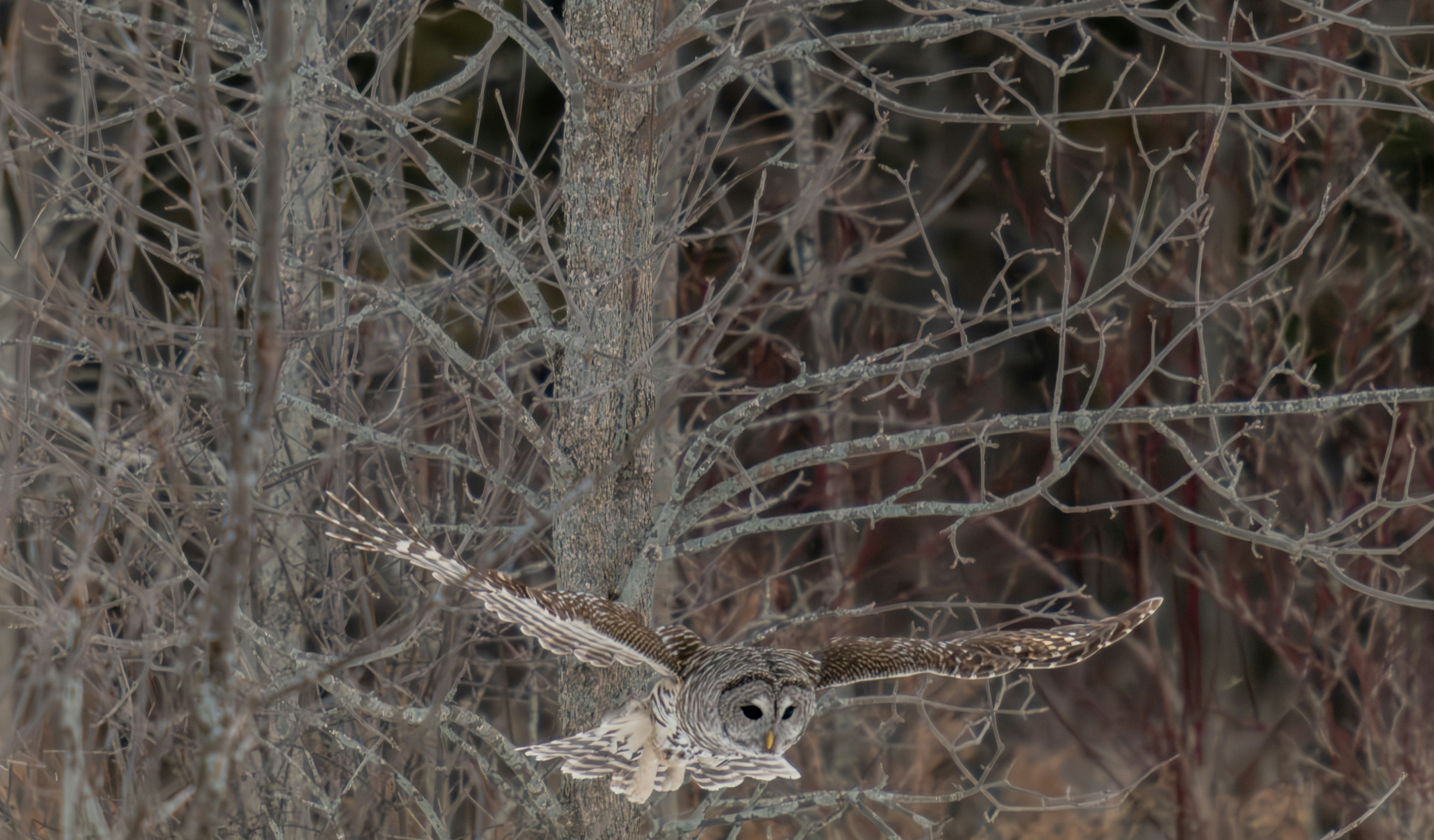 An owl flying through a forest filled with trees