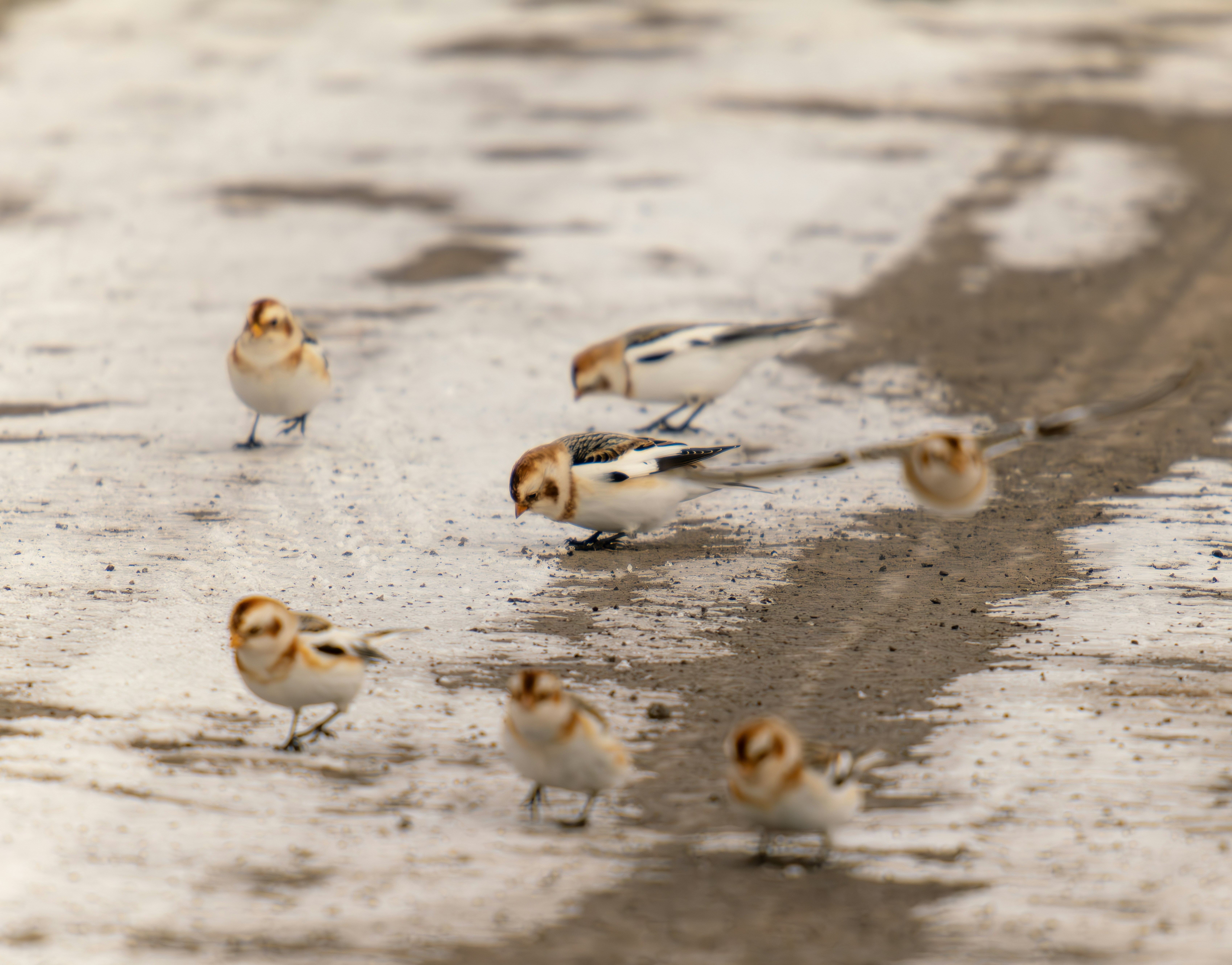 10 Snow Bunting (image credits: unsplash)