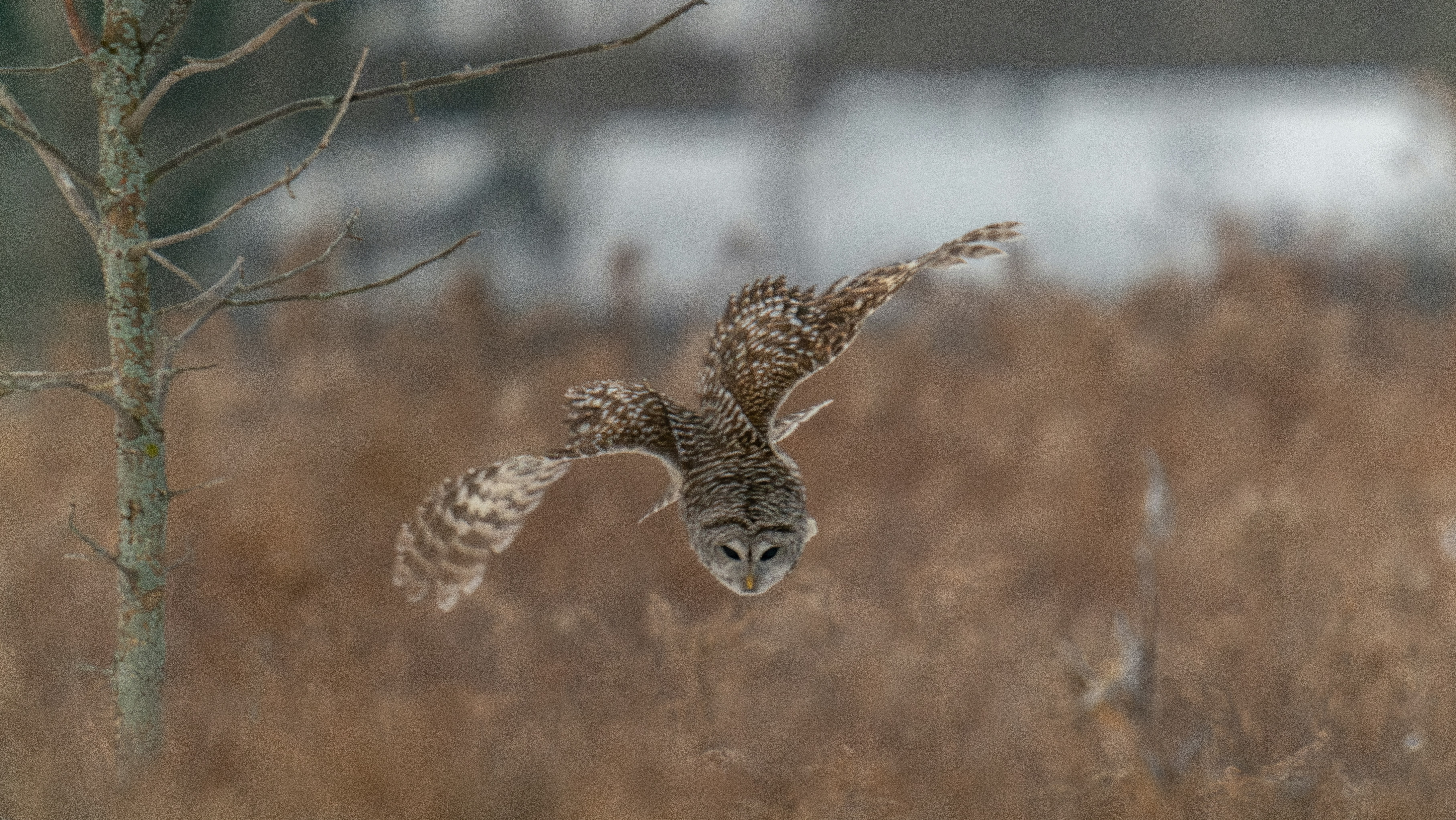 A small owl flying over a dry grass field