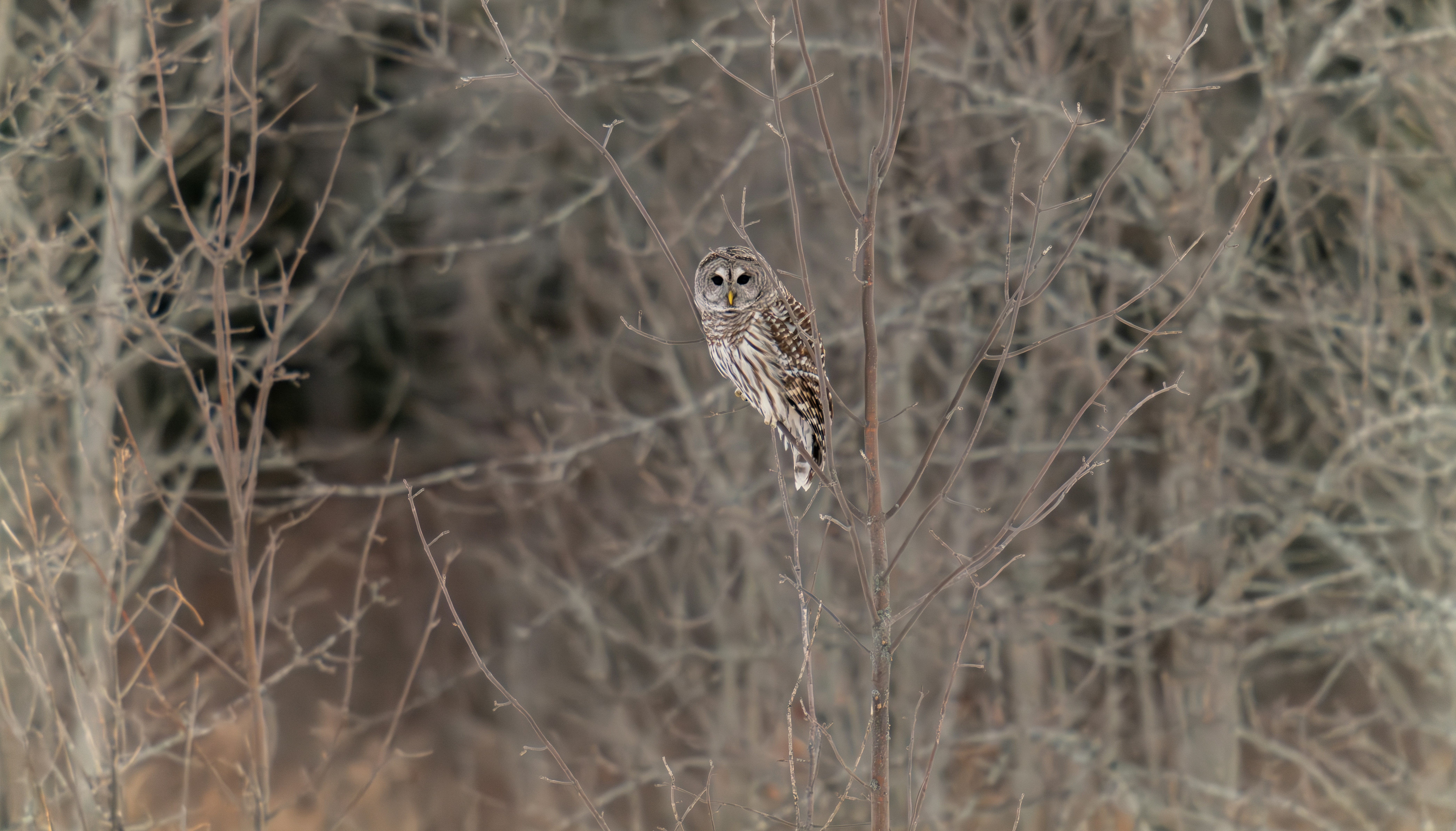 An owl sitting on a tree branch in the woods