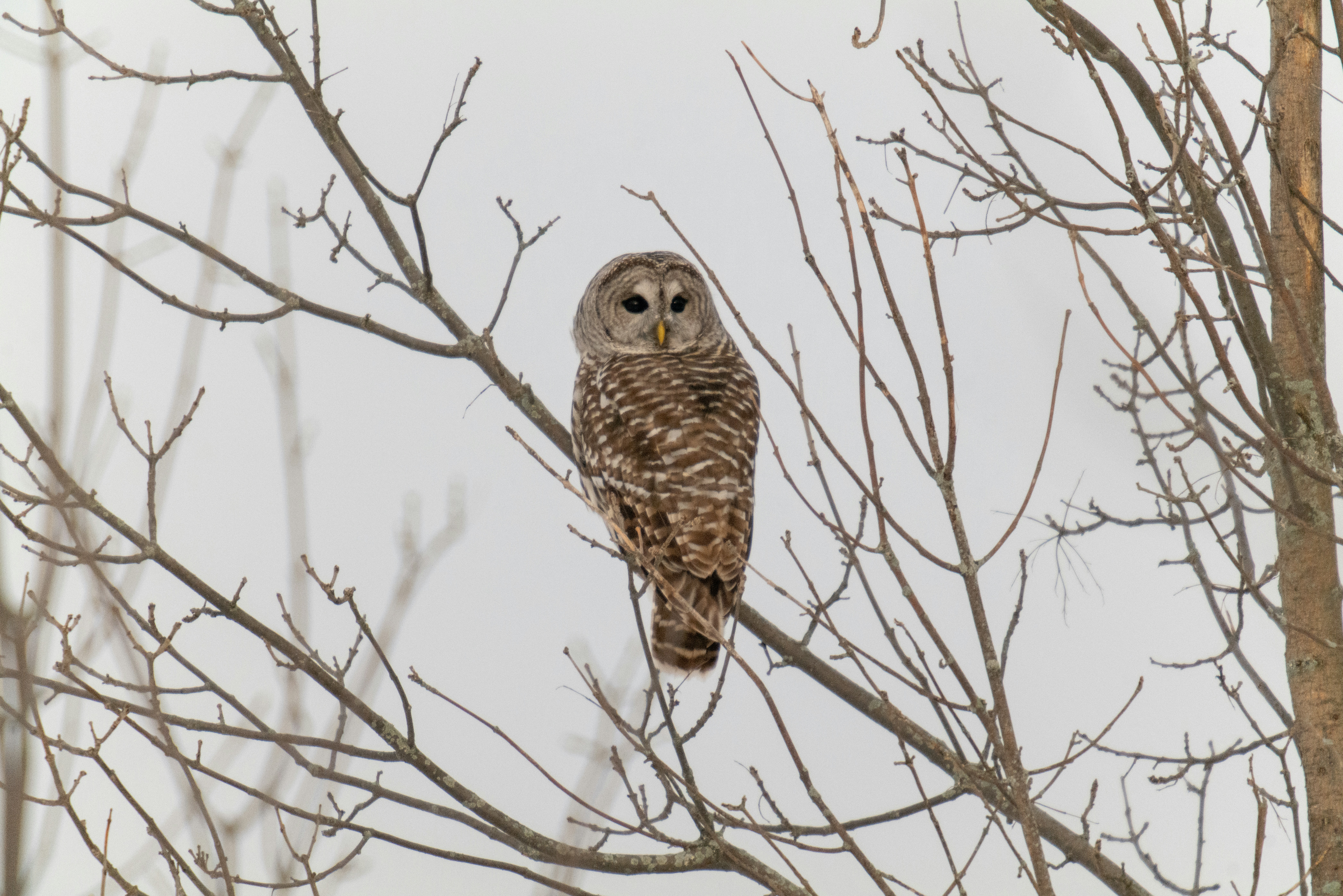 An owl is perched on a tree branch