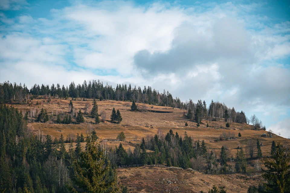 The image depicts a serene mountainous landscape with a hill covered in trees and shrubs, creating a lush green carpet against an overcast sky. The perspective is from a high vantage point, providing a panoramic view of the terrain below. The predominant colors are shades of brown and green, reflecting the natural environment.