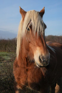 A brown horse standing on top of a grass covered field
