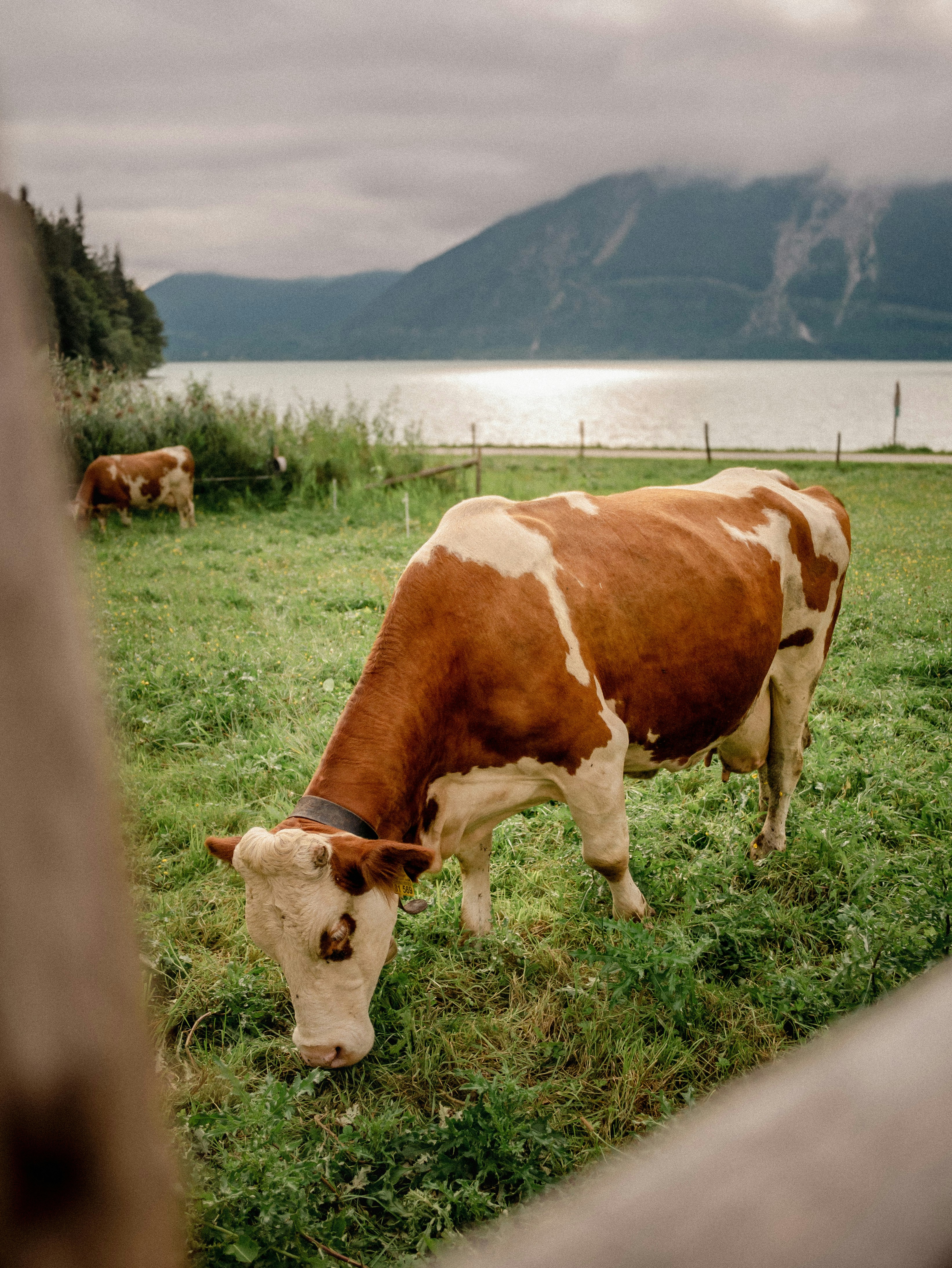A brown and white cow grazing in a field