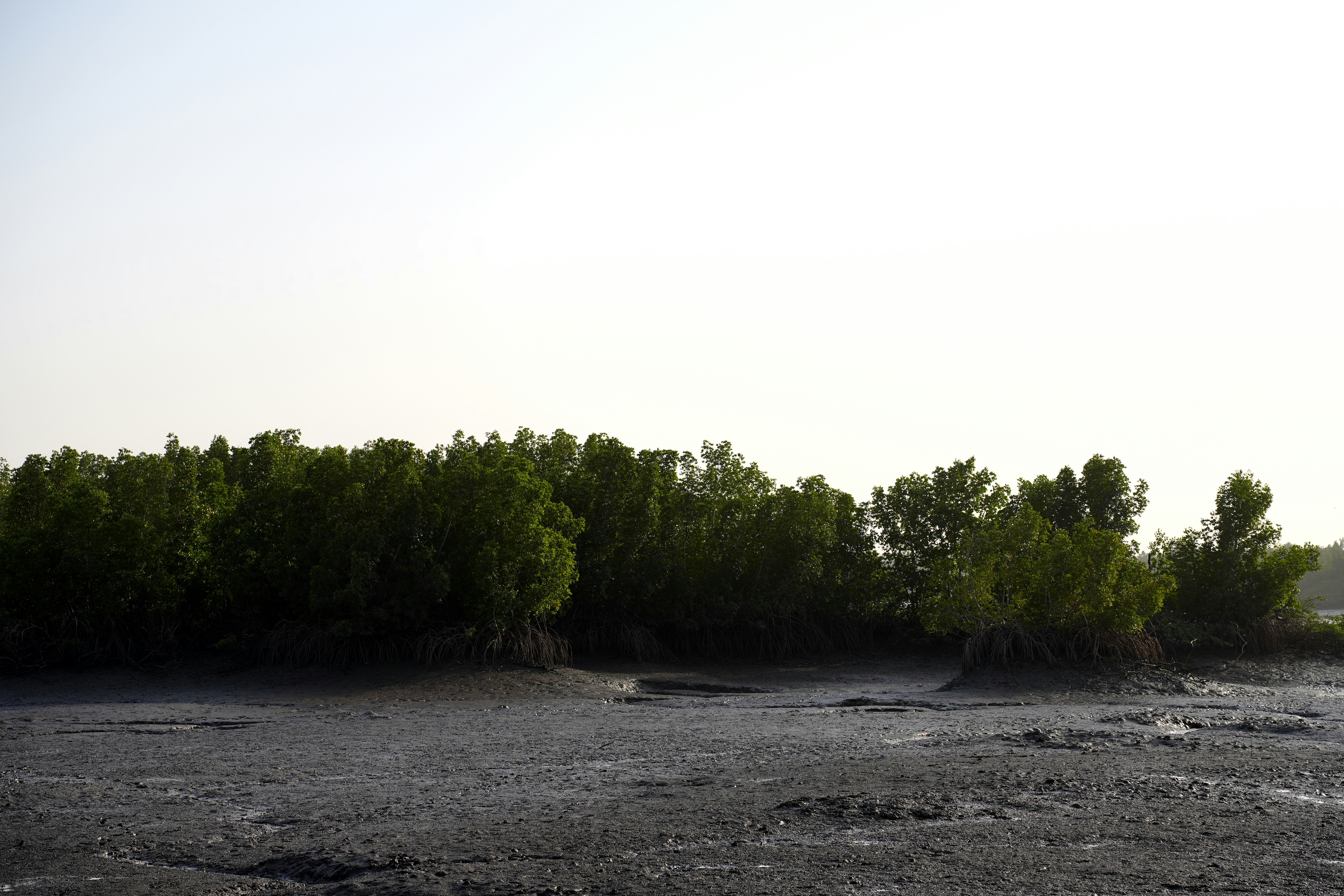 Cellular Salt Tolerance Champions (image credits: unsplash)